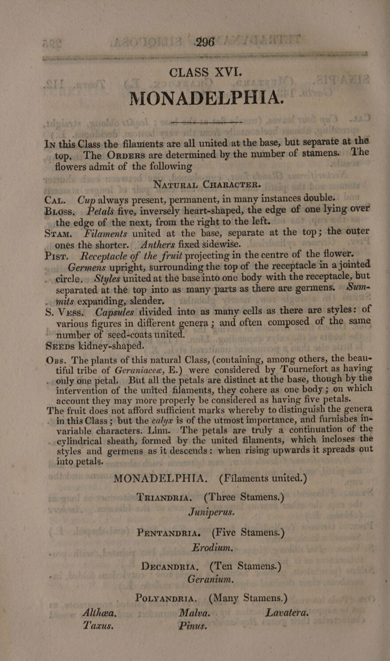 - HAG aS Ter ef eaeye ‘ y : ‘ - , i sentienig Rate THR EP gyn ues Aeeer accor Coals cre Rae tena Caen DAW oet wernt at MONADELPHIA. In this Class the filanients are all united at the base, but separate at the top. The Orpers are determined by the number of stamens. The flowers admit of the following NatuRrAL CHARACTER. Cat. Cup always present, permanent, in many instances double. Buoss. Petals five, inversely ‘heart-shaped, the edge of one lying over the edge of the next, from the right to the left. [tt Sram. Filaments united at the base, separate at the top; the outer ones the shorter. | Anthers fixed sidewise. Pisr. Receptacle of the fruit projecting in the centre of the flower. Germens upright, surrounding the top of the receptacle in a jointed _ circle, . Styles united at the base into one body with the receptacle, but separated at the top into as many parts as there are germens, | Swm- . mits expanding, slender. , S. Vuss. Capsules divided into as many cells as there are styles: of various figures in different genera ; and often composed of the same number of seed-coats united. Sreps kidney-shaped. Ozs. The plants of this natural Class, (containing, among others, the beau- tiful tribe of Geraniacee, E.) were considered by ‘Tournefort as having . only one petal. But all the petals are distinct at the base, though by the intervention of the united filaments, they cohere as one body ; on which account they may more properly be considered as having five petals. The fruit does not afford sufficient marks whereby to distinguish the genera in this Class ; but the calyx is of the utmost importance, and furnishes in- variable characters. Linn. The petals are truly a continuation of the cylindrical sheath, formed by the united filaments, which incloses the styles and germens as it descends: when rising upwards it spreads out into petals. MONADELPHIA, (Filaments united.) TRIANDRIA. (Three Stamens.) Juniperus. PENTANDRIA. (Five Stamens.) Erodium. Drcanpria, (Ten Stamens.) Geranium. PoLyanpRiA. (Many Stamens.) Althwa, Malva. | Lavatera. Taxus. Pinus. z