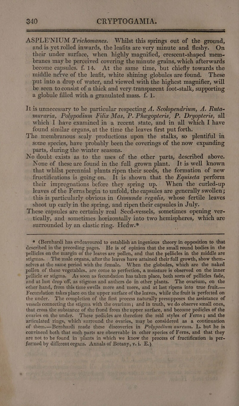 ASPLE'NIUM Trichomanes. Whilst this springs out of the ground, and is yet rolled inwards, the leafits are very minute and fleshy. On their under surface, when highly magnified, crescent-shaped mem- branes may be perceived covering the minute grains, which afterwards become capsules. f. 14. At the same time, but chiefly towards the middle nerve of the leafit, white shining globules are found. These put into a drop of water, and viewed with the highest magnifier, will be seen to consist of a thick and very transparent foot-stalk, supporting - a globule filled with a granulated mass. f. 1. It is unnecessary to be particular respecting A. Scolopendrium, A. Ruta- muraria, Polypodium Filix Mas, P. Phegopteris, P. Dryopteris, all which I have examined in a recent state, and in all which I have found similar organs, at the time the leaves first put forth. The membranous scaly productions upon the stalks, so plentiful in some species, have probably been the coverings of the now expanding parts, during the winter seasons. No doubt exists as to the uses of the other parts, described above. None of these are found in the full grown plant. It is well known that whilst perennial plants ripen their seeds, the formation of new fructifications is going on. It is shown that the Equiseta perform their impregnations before they spring up. When the curled-up leaves of the Ferns begin to unfold, the capsules are generally swollen; this is particularly obvious in Osmunda regalis, whose fertile leaves shoot up early in the spring, and ripen their capsules in July. These capsules are certainly real Seed-vessels, sometimes opening ver- tically, and sometimes horizontally into two hemispheres, which are surrounded by an elastic ring. Hedw.* * (Bernhardi has endeavoured to establish an ingenious theory in opposition to that described in the preceding pages. He is of opinion that the small round bodies in the pellicles on the margin of the leaves are pollen, and that the pellicles in the middle are stigmas. The male organs, after the leaves have attained their full growth, show them- selves at the same period with the female. When the globules, which are the naked pollen of these vegetables, are come to perfection, a moisture is observed on the inner pellicle or stigma. As soon as fecundation has taken place, both sorts of pellicles fade, and at last drop off, as stigmas and anthers do in other plants. The ovarium, on the other hand, from this time swells more and more, and at last ripens into true fruit.— Fecundation takes place on the upper surface of the leaves, while the fruit is perfected on the under. The completion of the first process naturally presupposes the assistance of vessels connecting the stigma with the ovarium; and in truth, we do observe small ones, that cross the substance of the frond from the upper surface, and become pedicles of the ovaries on the under. These pedicles are therefore the real styles of Ferns; and the articulated rings, which surround the ovaries, may be considered as a continuation of them.—Bernhardi made these discoveries in Polypodium aureum. L. but he is convinced both that such parts are observable in other species of Ferns, and that they are not to be found in plants in which we know the process of fructification is per- formed by different organs. Annals of Botany, v.i. E.)