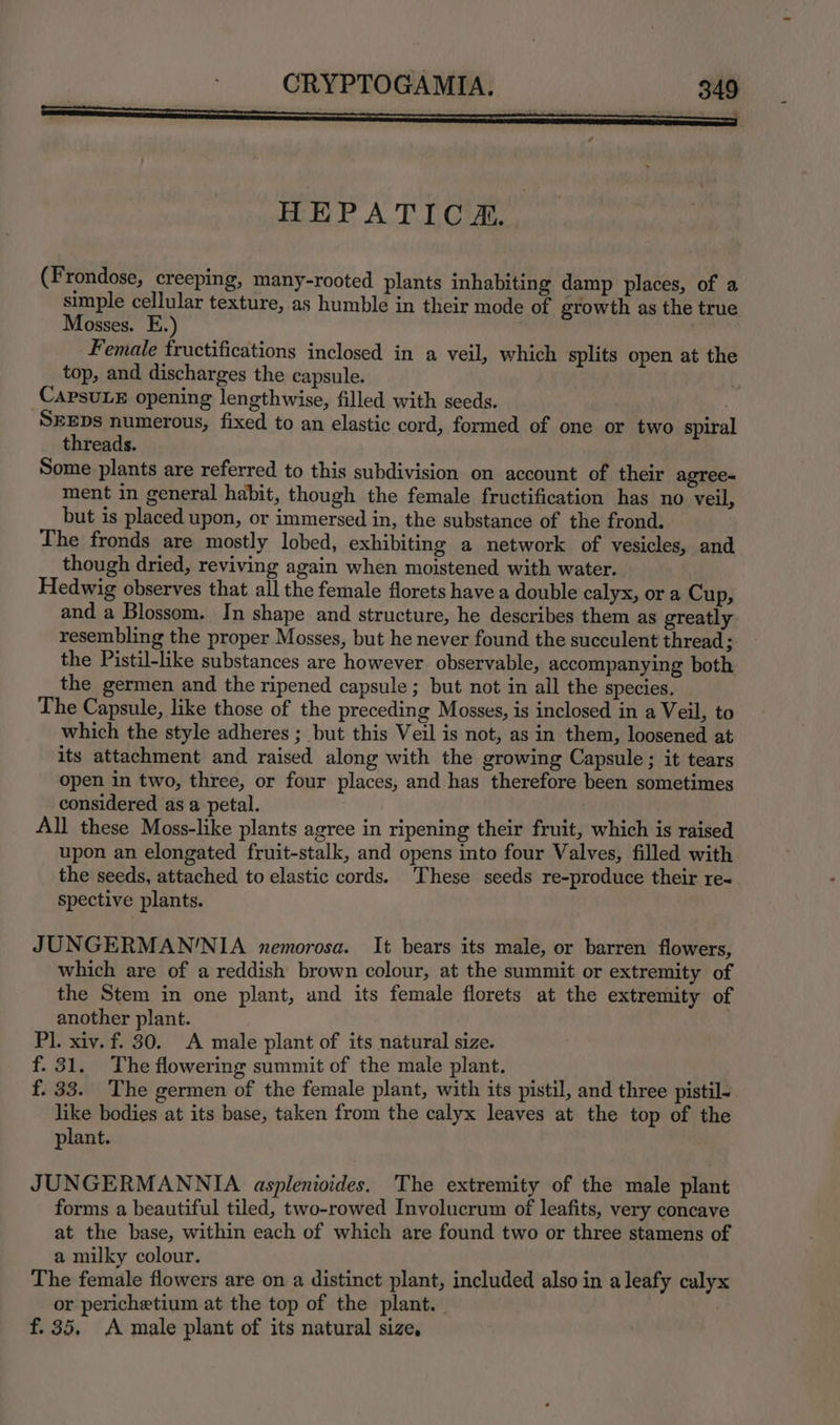 ay HEPATIC. (Frondose, creeping, many-rooted plants inhabiting damp places, of a simple cellular texture, as humble in their mode of growth as the true Mosses. E.) Female fructifications inclosed in a veil, which splits open at the top, and discharges the capsule. CapsuLE opening lengthwise, filled with seeds. | . SEEDs numerous, fixed to an elastic cord, formed of one or two spiral threads. Some plants are referred to this subdivision on account of their agree-= ment in general habit, though the female fructification has no veil, but is placed upon, or immersed in, the substance of the frond. The fronds are mostly lobed, exhibiting a network of vesicles, and though dried, reviving again when moistened with water. Hedwig observes that all the female florets have a double calyx, or a Cup, and a Blossom. In shape and structure, he describes them as greatly resembling the proper Mosses, but he never found the succulent thread ; the Pistil-like substances are however observable, accompanying both the germen and the ripened capsule ; but not in all the species, The Capsule, like those of the preceding Mosses, is inclosed in a Veil, to which the style adheres ; but this Veil is not, as in them, loosened at its attachment and raised along with the growing Capsule; it tears open in two, three, or four places, and has therefore been sometimes considered as a petal. All these Moss-like plants agree in ripening their fruit, which is raised upon an elongated fruit-stalk, and opens into four Valves, filled with the seeds, attached to elastic cords. ‘These seeds re-produce their re-~ spective plants. JUNGERMAN'NIA nemorosa. It bears its male, or barren flowers, which are of a reddish brown colour, at the summit or extremity of the Stem in one plant, and its female florets at the extremity of another plant. Pl. xiv. f. 30. A male plant of its natural size. f. 31. The flowering summit of the male plant. f. 33. The germen of the female plant, with its pistil, and three pistil- like bodies at its base, taken from the calyx leaves at the top of the plant. JUNGERMANNIA asplenioides. The extremity of the male plant forms a beautiful tiled, two-rowed Involucrum of leafits, very concave at the base, within each of which are found two or three stamens of a milky colour. The female flowers are on a distinct plant, included also in a leafy calyx or perichetium at the top of the plant. — | f. 35. A male plant of its natural size,