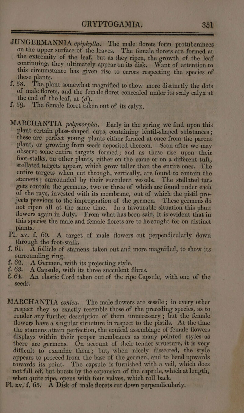 f, 58. The plant somewhat magnified to show more distinctly the dots of male florets, and the female floret concealed under its sealy calyx at the end of the leaf, at (d). | f. 59. The female floret taken out of its calyx. MARCHAN'TIA polymorpha. Early in the spring we find upon this plant certain glass-shaped cups, containing lentil-shaped substances ; these are perfect young plants either formed at once from the parent plant, or growing from seeds deposited thereon. Soon after we may observe some entire targets formed; and as these rise upon their foot-stalks, on other plants, either on the same or on a different tuft, stellated targets appear, which grow taller than the entire ones. The entire targets when cut through, vertically, are found to contain the Stamens ; surrounded by their succulent vessels. The stellated tar gets contain the germens, two or three of which are found under each of the rays, invested with its membrane, out of which the pistil pro- jects previous to the impregnation of the germen. ‘These germens do not ripen all at the same time. In a favourable situation this plant flowers again in July. From what has been said, it is evident that in this species the male and female florets are to he sought for on distinct lants. peas pr xv, f. 60. A target of male flowers cut perpendicularly down through the foot-stalk. | : f. 61. A follicle of stamens taken out and more magnified, to show its surrounding ring, f. 62, A Germen, with its projecting style. f. 63. A Capsule, with its three succulent fibres. ; f, 64. An elastic Cord taken out of the ripe Capsule, with one of the seeds. MARCHANTIA conica. The male flowers are sessile ; in every other respect they so exactly resemble those of the preceding species, as to render any further description of them unnecessary ; but the female flowers have a singular structure in respect to the pistils. At the time the stamens attain perfection, the conical assemblage of female flowers displays within their proper membranes as many pointed Styles as there are germens. On account of their tender structure, it is very difficult to examine them; but, when nicely dissected, the style appears to proceed from the base of the germen, and to bend upwards towards its point. The capsule is furnished with a veil, which does not fall off, but bursts by the expansion of the capsule, which at length, when quite ripe, opens with four valves, which roll back. Pl, xv, f. 65. A Disk of male florets cut down perpendicularly.