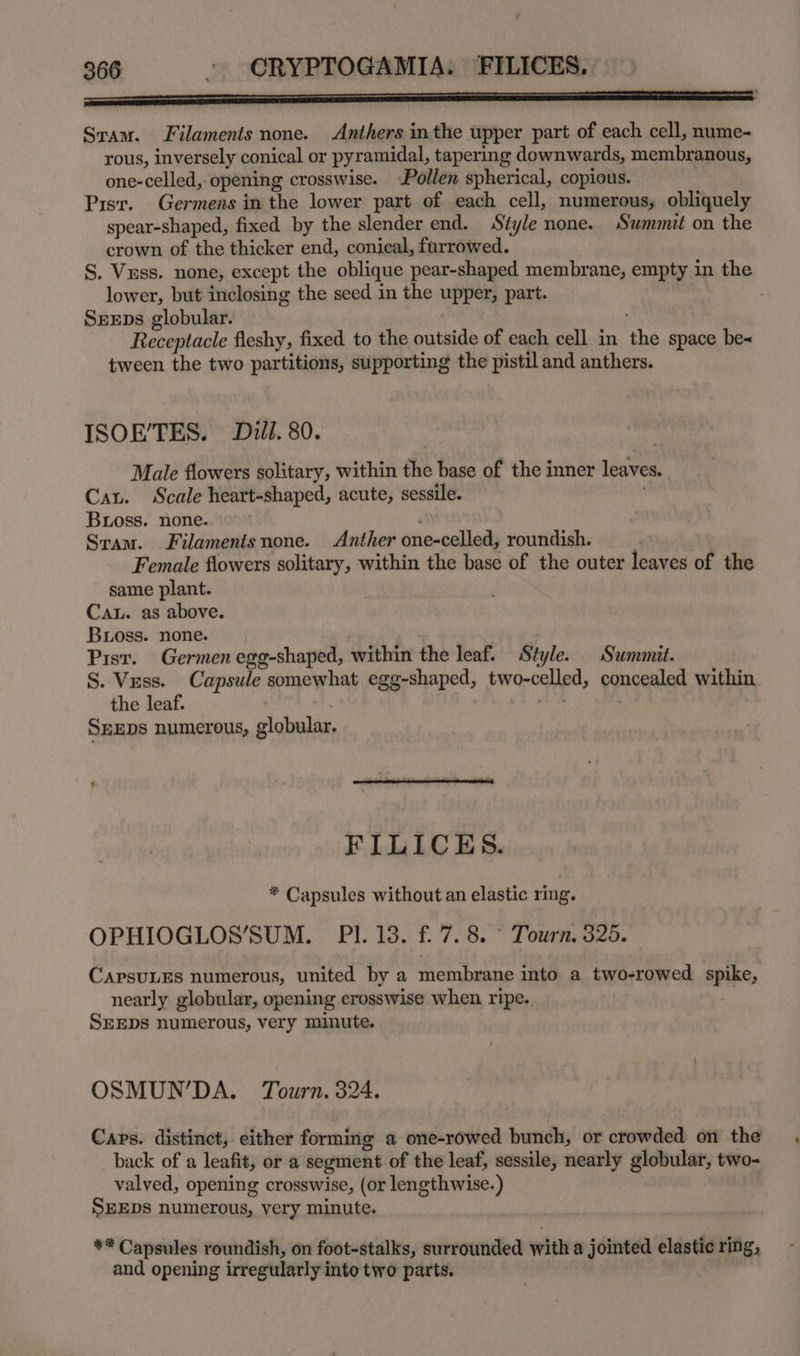 Sram. Filaments none. Anthers inthe upper part of each cell, nume- rous, inversely conical or pyramidal, tapering downwards, membranous, one-celled, opening crosswise. Pollen spherical, copious. Pisr. Germens in the lower part of each cell, numerous, obliquely spear-shaped, fixed by the slender end. Style none. Summit on the crown of the thicker end, conical, furrowed. S. Vrss. none, except the oblique pear-shaped membrane, empty in the lower, but inclosing the seed in the UPN part. SEEDs globular. Receptacle fleshy, fixed to the outside of each cell in the space be&lt; tween the two partitions, supporting the pistil and anthers. ISOE'TES. Dull. 80. Male flowers solitary, within the base of the inner leaves Cau. Scale heart-shaped, acute, sessile. Buoss. none. . Sram. Filamenisnone. Anther one-celled, roundish. Female flowers solitary, within the base of the outer leaves of the same plant. Cau. as above. Buoss. none. Pisr. Germen egg-shaped, within the leaf. Sh tyle. Summit. S. Vess. Capsule somewhat egg-shaped, two-celled, goncealed within the leaf. SEEDS numerous, globular. FILICES. * Capsules without an elastic ring. OPHIOGLOS’SUM. PI. 13. f. 7.8. ° Tourn, 325. CAPsULES numerous, united by a membrane into a two-rowed spike, nearly globular, opening crosswise when ripe. SEEDs numerous, very minute. OSMUN’DA. Tourn. 324. Cars. distinct, either forming a one-rowed bunch, or crowded on the back of a leafit, or a segment of the leaf, sessile, nearly globular, two- valved, opening crosswise, (or lengthwise.) SEEDS numerous, very minute. ** Capsules roundish, on foot-stalks, surrounded with a jointed elastic ring, and opening irregularly into two parts.