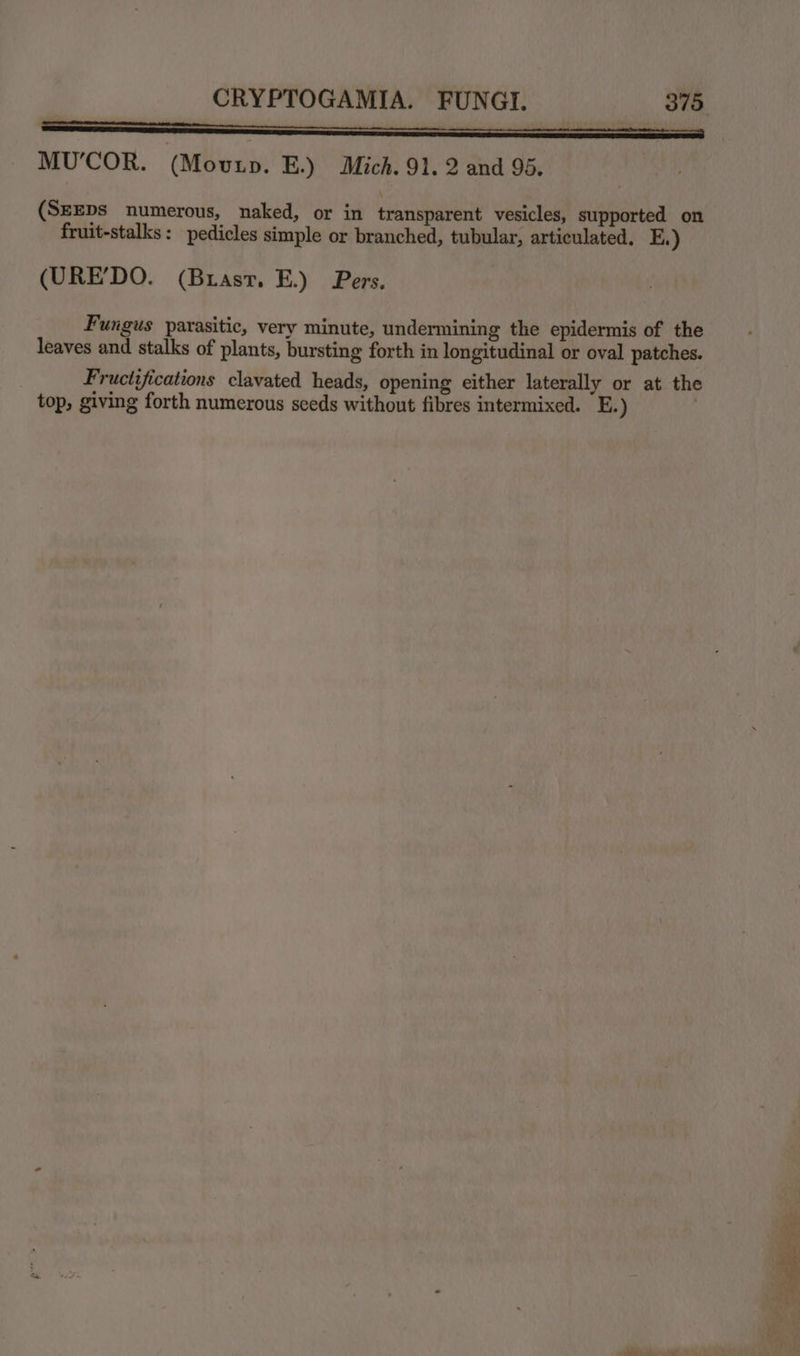 aa a Sa SS ca MU’COR. (Movuup. E.) Mich. 91. 2 and 95. Bt: (SEEDS numerous, naked, or in transparent vesicles, supported on fruit-stalks: pedicles simple or branched, tubular, articulated. E.) (URE’DO. (Briast. E.) Pers. Fungus parasitic, very minute, undermining the epidermis of the leaves and stalks of plants, bursting forth in longitudinal or oval patches. Fructifications clavated heads, opening either laterally or at the top, giving forth numerous seeds without fibres intermixed. E.)