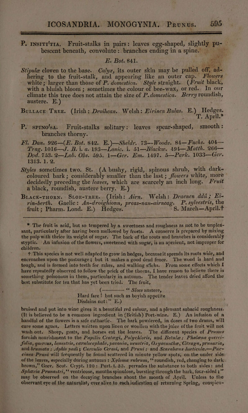 P. rnsiti'r1a,_ Fruit-stalks in pairs: leaves egg-shaped, slightly pu- » bescent beneath, convolute:. branches ending ina spine, FE. Bot. 841. ‘ : Siege cloven to the base. Calyx, its outer skin may be pulled off, ad- ering to the fruit-stalk, and appearing like an outer cap. Flowers white; larger than those of P. domestica. Style straight... (Fruit black, with a bluish bloom ; sometimes the colour of bee-wax, or red.. In our _ climate this tree does not attain the size of P.domestica. Berry roundish, austere. E.) ; Botrace Tres. (Irish: Drothean.. Welsh: Eirinen Bulas. E.) Hedges. oe _ oD. April. P. sprno/sa. Fruit-stalks solitary: leaves spear-shaped, smooth: branches thorny. , Fl. Dan. 926—(E. Bot. 842. E.)—Sheldr.. 73—-Woodv. 84—Fuchs. 404— Trag. 1016—J. B. i. a. 193—Lonic. i. 51—Blackw. 494—Matth. 266— Dod. 753. 2—Lob. Obs. 595. 1—Ger. Em..1497. 5—Park. 1033—Ger. T315.1; 2; Styles sometimes two. St. (A bushy, rigid, spinous shrub, with dark- coloured bark ; considerably smaller than the last ; flowers white, more ~ decidedly preceding the Jeaves, which are scarcely an inch long. Fruit a black, roundish, austere berry. E.) Buiack-TrHorn. Svor-Tree.. (Irish: Airn. Welsh: Draenen ddi; Ei- rin-berth. Gaelic: An-droighionn, preas-nan-airneag. P. sylvestris, the fruit; Pharm. Lond. E.) Hedges. -§. Mareh—April.t * The fruit is acid, but so tempered by a sweetness and roughness as not to be unplea- sant, particularly after having been mellowed by frosts. A conserve is prepared by mixing the pulp with thrice its weight of sugar. The bark of the roots and branches is considerably styptic. An infusion of the flowers, sweetened with sugar, is an aperient, not improper for children. + This species is not well adapted to grow in hedges, because it spreads its roots wide, and encroaches upon the pasturage ; but it makes a good dead fence. The wood is bard and tough, and is formed into teeth for rakes, and walking sticks. From some effects which I have repeatedly observed to follow the prick of the thorns, [ have reason to believe there is something poisonous in them, particularly in autumn. ‘The tender leaves dried afford the best substitute for tea that has yet been tried. The fruit, ** Sloes austere, Hard fare! but such as boyish appetite Disdains. not:” E.) bruised and put into wine gives it a beautiful red colour, and a pleasant subacid roughness, {It is believed to be a common ingredient in (British) Port-wine. E.) An infusion of a handful of the tlowers is a safe cathartic. The bark powdered, in doses of two drams, will cure some agues, Letters written upon linen or woollen with the juice of the fruit, will not wash out. Sheep, goats, and horses eat the leaves. The different species of Prunus furnish nourishment to the Papilio Crategi, Polyckloris, and Betule; Phalena querci- Solia, quercus, lanestris, cerulocephala, pavonia, neustria, Oryacanthe, Citraga, prunaria, and brumata ; Aphis padi; Curculio Cerasi, and Prunit; and Scarabeus horticola.—Puc- cinea Pruni will frequently be found scattered in minute yellow spots, on the under side of the leaves, especially during autumn : Xyloma rubrum, ** roundish, red, changing to dark brown,” Grev. Scot. Crypt. 120: Purt. t. 33. pervades the substance to both sides: and Spheria Prunastri, ‘‘ yentricose, mouths spinulose, bursting through the bark, four-sided 5” may be observed on the decaying branches about the month of April. Unless to the observant eye of the naturalist, ever alive to each indication of returning Spring, conspicu-