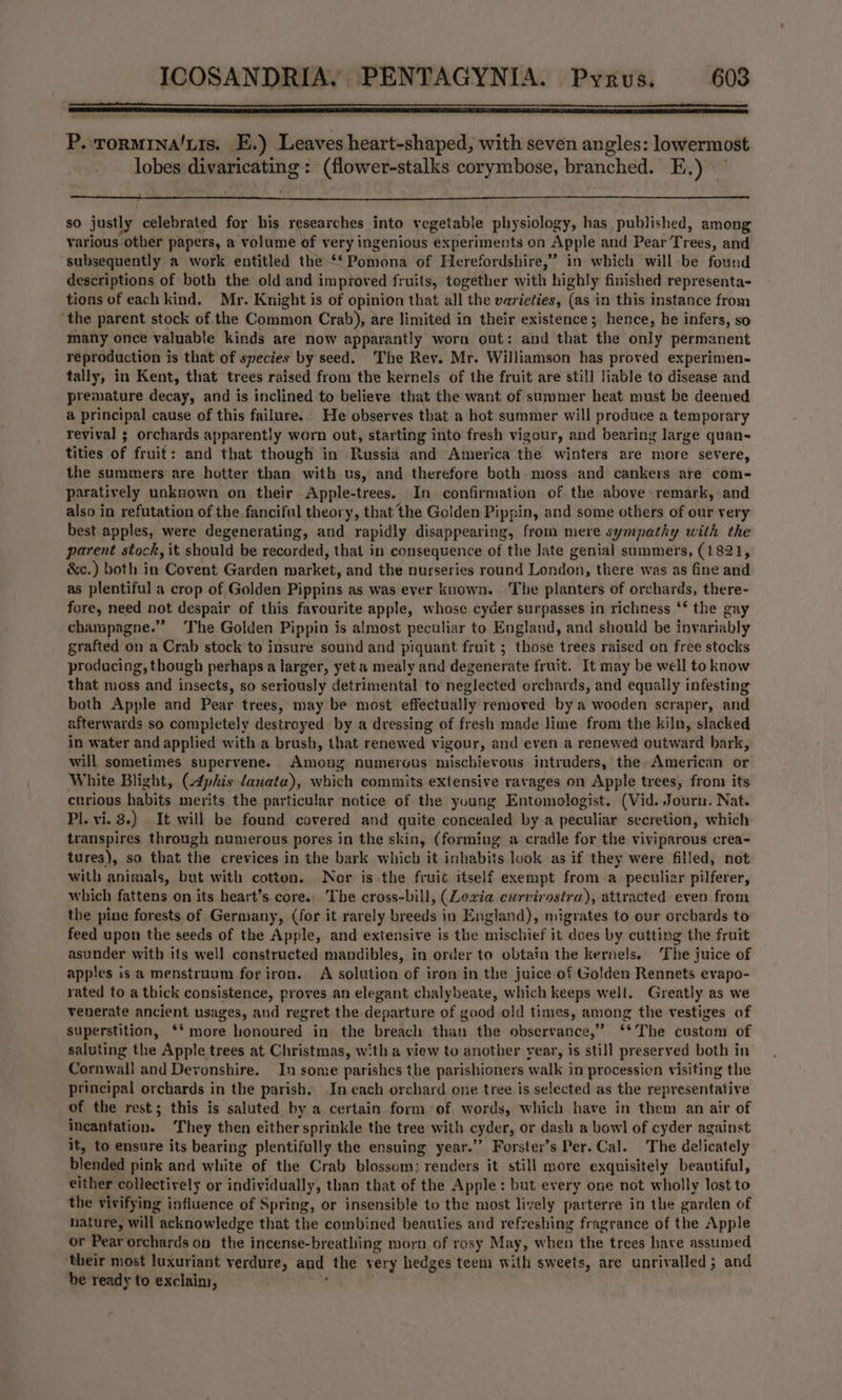 P. rormina/Lis. E.) Leaves heart-shaped, with seven angles: lowermost lobes divaricating : (flower-stalks corymbose, branched. E.) © so justly celebrated for his researches into vegetable physiology, has published, among various other papers, a volume of very ingenious experiments on Apple and Pear Trees, and subsequently a work entitled the “Pomona of Herefordshire,’ in which will be found descriptions of both the old and improved fruits, together with highly finished representa- tions of each kind. Mr. Knight is of opinion that all the varieties, (as in this instance from ‘the parent stock of the Common Crab), are limited in their existence; hence, he infers, so many once valuable kinds are now apparantly worn out: and that the only permanent reproduction is that of species by seed. The Rev. Mr. Williamson has proved experimen- tally, in Kent, that trees raised from the kernels of the fruit are still liable to disease and premature decay, and is inclined to believe that the want of summer heat must be deemed a principal cause of this failure. He observes that a hot summer will produce a temporary revival ; orchards apparently worn out, starting into fresh vigour, and bearing large quan- tities of fruit: and that though in Russia and America the winters are more severe, the summers are hotter than with us, and therefore both moss and cankers are com- parativ ely unknown on their Apple-trees. In confirmation of the above remark, and also in refutation of the fanciful theory, that the Golden Pippin, and some others of our very best apples, were degenerating, and rapidly disappearing, from mere sympathy with the parent stock, it should be recorded, that in consequence of the late genial summers, (1821, &amp;c.) both in Covent Garden market, and the nurseries round London, there was as fine and as plentiful a crop of Golden Pippins as was ever known. The planters of orchards, there- fore, need not despair of this favourite apple, whose cyder surpasses in richness ‘* the gay champagne.” ‘The Golden Pippin is almost peculiar to England, and should be invariably grafted on a Crab stock to insure sound and piquant fruit ; those trees raised on free stocks prodacing, though perhaps a larger, yet a mealy and degenerate fruit. It may be well to know that moss and insects, so seriously detrimental to neglected orchards, and equally infesting both Apple and Pear trees, may be most effectually removed by a wooden scraper, and afterwards so completely destroyed by a dressing of fresh made lime from the kiln, slacked in water and applied with a brush, that renewed vigour, and even a renewed outward bark, will sometimes supervene. Among numerous mischievous intruders, the American or White Blight, (4phis danata), which commits extensive ravages on Apple trees, from its curious habits merits the particular notice of the young Entomologist. (Vid. Journ. Nat. Pl. vi. 3.) It will be found covered and quite concealed by a peculiar secretion, which transpires through numerous pores in the skin, (forming a cradle for the viviparous crea- tures), so that the crevices in the bark which it inhabits look as if they were filled, not with animals, but with cotton. Nor is the fruit itself exempt from a peculiar pilferer, which fattens on its heart’s core. The cross-bill, (Lovia curvirosira), attracted even from the pine forests of Germany, (for it rarely breeds in England), migrates to our orchards to feed upon the seeds of the Apple, and extensive is the mischief it does by cutting the fruit asunder with its well constructed mandibles, in order to obtain the kernels. ‘The juice of apples is a menstruum for iron. A solution of iron in the juice of Golden Rennets evapo- rated to a thick consistence, proves an elegant chalybeate, which keeps well. Greatly as we venerate ancient usages, and regret the departure of good old times, among the vestiges of superstition, ‘* more honoured in the breach than the observance,” ‘*The custom of saluting the Apple trees at Christmas, with a view to another year, is still preserved both in Cornwall and Devonshire. In some parishes the parishioners walk in processicn visiting the principal orchards in the parish. In each orchard one tree is selected as the representative of the rest; this is saluted by a certain form of words, which have in them an air of incantation. They then either sprinkle the tree with cyder, or dash a bowl of cyder against it, to ensure its bearing plentifully the ensuing year.’’ Forster’s Per. Cal. The delicately blended pink and white of the Crab blossom: renders it still more exquisitely beautiful, either collectively or individually, than that of the Apple: but every one not wholly lost to the vivifying influence of Spring, or insensible to the most lively parterre in the garden of nature, will acknowledge that the combined beauties and refreshing fragrance of the Apple or Pear orchards on the incense-breathing morp of rosy May, w hen the trees have assumed their most luxuriant verdure, and the very hedges teem with sweets, are unrivalled; and be ready to exclaim,