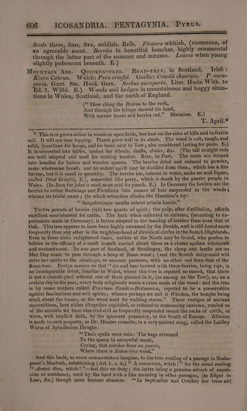 ————— eee | Seeds three, four, five, reddish. Relh. lowers whitish, (numerous, of an agreeable scent. Berries in beautiful bunches, highly ornamental through the latter part of the summer and autumn. Leaves when young slightly pubescent beneath. E.) Mounrain Asw. Quicken-trEx. Roan-trex, in Scotland. Trish : Keora Cahran. Welsh: Prencriafal. Gaelic: Craobh chaorain. P. aucu- paria. Gert. Sm. Hook. Grey. Sorbus aucuparia. Linn. Huds. With. to Ed. 7. Willd. E.) Woods and hedges in mountamous and boggy situa~ tions in Wales, Scotland, and the north of England. (“ How clung the Rowan to the rock, And through the foliage shewed his head, With narrow leaves and berries red.” Marmion. E.) T. April.* spe, AED ane ol ei oN Sl i a a PSE DS BS RE * This tree grows either in woods or open fields, but best. on the sides of hills and in fertile soil. It will not bear lopping. Plants grow well in its shade. The wood is soft, tough, and solid, (excellent for hoops, and for bows next to Yew ; also considered lasting for posts. E.) It is converted into tables, spokes for wheels, shafts, chairs, &amp;c. (The tall straight reds are well adapted and used for making hurdles. Bree, in Purt. ‘The roots are formed into handles for knives and wooden spoons. ‘The berries dried and reduced to powder, make wholesome bread; and an ardent spirit may be distilled from them, which has a fine flavour, but it is small in quantity. The berries too, infused in water, make an acid Jiquor, (called Diod Griafol, E.), somewhet like perry, which is drank by the poorer people in Wales. (In Jura the juice is used as an acid for punch. E.) In Germany the fowlers use the berries to entice Redwings and Fieldfares into nooses of hair suspended in the woods 5 whence its trivial name ; (to which attraction alludes the Mantuan’s lay: <¢ Sanguineisque inculta rubent aviaria baccis.” Twelve pounds of berries yield two quarts of spirit; the pulp, after distillation, affords excellent nourishment for cattle. The bark when collected in autumn, (according to ex- periments made in Germany), is better adapted to the tanning of leather than even that of Oak. This tree appears to have been highly esteemed by the Druids, and is still found more frequently than any other in the neighbourhood of Druidical circles in the Scotch Highlands. Even in these more enlightened times, natives of the North may be found, who profess to believe in the efficacy of a small branch carried about them as a charm against witchcraft and enchantment. In one part of Scotland, at Strathspey, the sheep and lambs are on May Day made to pass through a hoop of Roan wood; (and the Scotch dairy-maid will drive her cattle to the shealings, or summer pastures, with no other rod than that of the Roan-tree. Evelyn assures us that *‘ ale and beer brewed with these berries, being ripe, is an incomparable drink, familiar in Wales, where this tree is reputed so sacred, that there is not a church-yard without one of them planted in it, (as among us the Yew), so, ona certain day in the year, every body religiously wears a cross made of the wood: and the tree is by some authors called Fraxvinus Cambro-Britannica, reputed to be a preservative against fascinations and evil spirits; whence perhaps we call it Witchen, the boughs being stuck about the house, or the wood used for walking-staves.’” ‘These vestiges of ancient superstitions, here either altogether exploded, or reduced to unmeaning customs, remind us of the amulets we have observed still so frequently suspended round the necks of cattle, or worn, with implicit faith, by the ignorant peasantry, in the South of Europe. Allusion is made to such property, as Dr. Hunter remarks, in a very ancient song, called the Laidley Worm of Spindleston Heughs: ‘* Their speils were vain: The hags returned To the queen in sorrowful mood, Crying, that witches have no power, Where there is Ztown-tree wood.” And this leads, as some commentators imagine, to the true reading of a passage in Shaks- peare’s Macbeth, substituting (Act 1, s. 3.) ‘* A rown-tree, witch !”’ for the usual reading ** Aroint thee, witch! ”—but this we deny; the latter being a genuine adverb of expul- sion or avoidance, used by the bard with a like meaning in other passages, (as Edgar in Lear, &amp;e.) though since become obsolete. ‘In September and October few trees add