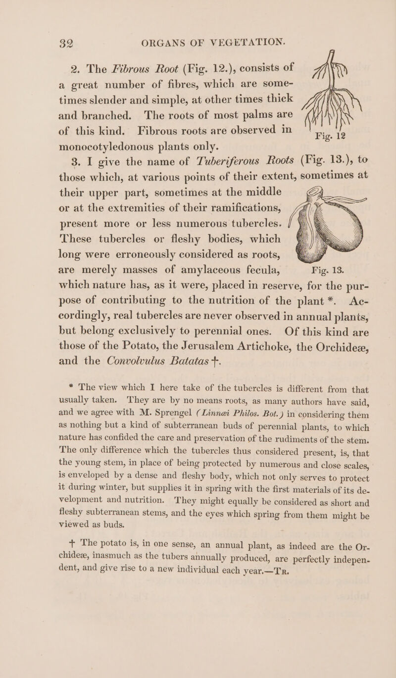 2, The Fibrous Root (Fig. 12.), consists of a great number of fibres, which are some- times slender and simple, at other times thick and branched. The roots of most palms are of this kind. Fibrous roots are observed in monocotyledonous plants only. 3. I give the name of Tuberiferous Roots (Fig. 13.), to those which, at various points of their extent, sometimes at their upper part, sometimes at the middle Fig. 12 or at the extremities of their ramifications, present more or less numerous tubercles. These tubercles or fleshy bodies, which long were erroneously considered as roots, are merely masses of amylaceous fecula, | which nature has, as it were, placed in reserve, for the pur- pose of contributing to the nutrition of the plant *. Ac- cordingly, real tubercles are never observed in annual planis, but belong exclusively to perennial ones. Of this kind are those of the Potato, the Jerusalem Artichoke, the Orchideæ, and the Convolvulus Batatas +. * The view which I here take of the tubercles is different from that usually taken. They are by no means roots, as many authors have said, and we agree with M. Sprengel (Linnæi Philos. Bot.) in considering them as nothing but a kind of subterranean buds of perennial plants, to which nature has confided the care and preservation of the rudiments of the stem. The only difference which the tubercles thus considered present, is, that the young stem, in place of being protected by numerous and close scales, is enveloped by a dense and fleshy body, which not only serves to protect it during winter, but supplies it in spring with the first materials of its de- velopment and nutrition. They might equally be considered as short and fleshy subterranean stems, and the eyes which spring from them might be viewed as buds. + The potato is, in one sense, an annual plant, as indeed are the Or- chidez, inasmuch as the tubers annually produced, are perfectly indepen- dent, and give rise to a new individual each year.—TR.