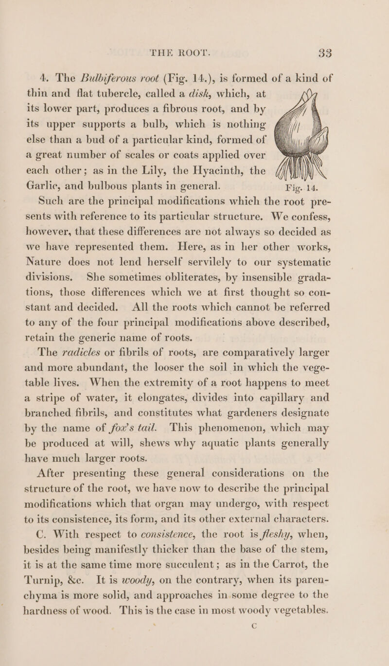 4. The Bulbiferous root (Fig. 14.), is formed of a kind of thin and flat tubercle, called a disk, which, at its lower part, produces a fibrous root, and by its upper supports a bulb, which is nothing ¢ else than a bud of a particular kind, formed of A a great number of scales or coats applied over each other; as in the Lily, the Hyacinth, the K Garlic, and bulbous plants in general. Fig. 14. Such are the principal modifications which the root pre- sents with reference to its particular structure. We confess, however, that these differences are not always so decided as we have represented them. Here, as in her other works, Nature does not lend herself servilely to our systematic divisions. She sometimes obliterates, by insensible grada- tions, those differences which we at first thought so con- stant and decided. All the roots which cannot be referred to any of the four principal modifications above described, retain the generic name of roots. The radicles or fibrils of roots, are comparatively larger and more abundant, the looser the soil in which the vege- table lives. When the extremity of a root happens to meet a stripe of water, it elongates, divides into capillary and branched fibrils, and constitutes what gardeners designate by the name of fo2’s tail. This phenomenon, which may be produced at will, shews why aquatic plants generally have much larger roots. After presenting these general considerations on the structure of the root, we have now to describe the principal modifications which that organ may undergo, with respect to its consistence, its form, and its other external characters. C. With respect to consistence, the root is fleshy, when, besides being manifestly thicker than the base of the stem, it is at the same time more succulent; as in the Carrot, the Turnip, &amp;c. It is woody, on the contrary, when its paren- chyma is more solid, and approaches in some degree to the hardness of wood. This is the case in most woody vegetables. É