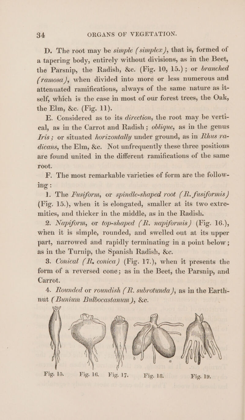 D. The root may be simple (simplex ), that is, formed of a tapering body, entirely without divisions, as in the Beet, the Parsnip, the Radish, &amp;c. (Fig. 10, 15.) ; or branched (ramosa), when divided into more or less numerous and attenuated ramifications, always of the same nature as it- self, which is the case in most of our forest trees, the Oak, the Elm, &amp;c. (Fig. 11). E. Considered as to its direction, the root may be verti- cal, as in the Carrot and Radish ; oblique, as in the genus Tris ; or situated horizontally under ground, as in [thus ra- dicans, the Elm, &amp;c. Not unfrequently these three positions are found united in the different ramifications of the same root. F. The most remarkable varieties of form are the follow- ing : 1. The Fusiform, or spindle-shaped root (R. fusiformis ) (Fig. 15.), when it is elongated, smaller at its two extre- mities, and thicker in the middle, as in the Radish. 2. Napiform, or top-shaped (R. napiformis) (Fig. 16.), when it is simple, rounded, and swelled out at its upper part, narrowed and rapidly terminating in a point below; as in the Turnip, the Spanish Radish, &amp;c. 3. Conical (BR. conica) (Fig. 17.), when it presents the form of a reversed cone; as in the Beet, the Parsnip, and Carrot. | 4. Rounded or roundish (R. subrotunda ), as in the Earth- nut ( Bunium Bulbocastanum ), &amp;e. we ) 11 ii hi? aa | MW Wi \ AN AW 14 | mo Fig. 15.