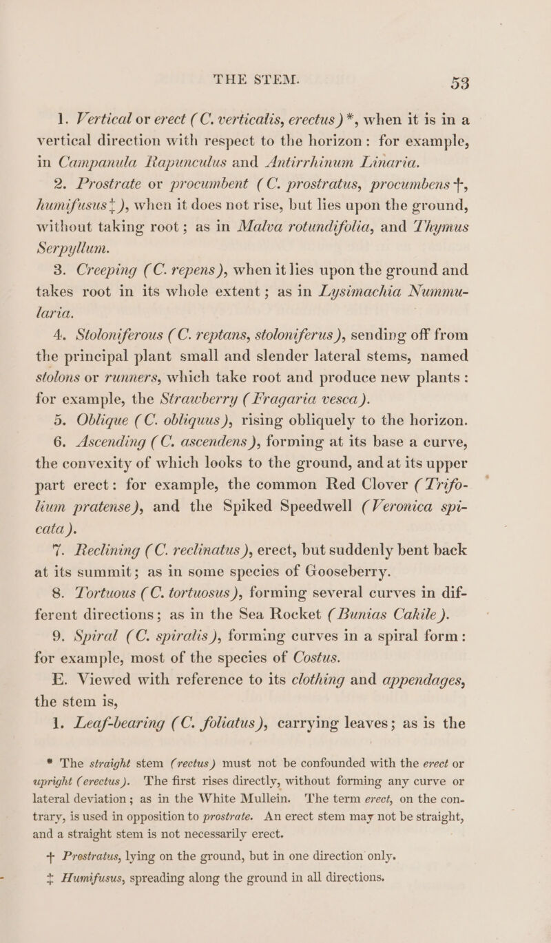 1. Vertical or erect (C. verticalis, erectus )*, when it is in a vertical direction with respect to the horizon: for example, in Campanula Rapunculus and Antirrhinum Linaria. 2. Prostrate or procumbent (C. prostratus, procumbens +, humifusust ), when it does not rise, but lies upon the ground, without taking root; as in Malva rotundifolia, and Thymus Serpyllum. 3. Creeping (C. repens ), when it lies upon the ground and takes root in its whole extent; as in Lysimachia Nwmmu- laria. 4. Stoloniferous (C. reptans, stoloniferus ), sending off from the principal plant small and slender lateral stems, named stolons or runners, which take root and produce new plants : for example, the Strawberry ( Fragaria vesca ). 5. Oblique (C. obliquus), rising obliquely to the horizon. 6. Ascending (C. ascendens ), forming at its base a curve, the convexity of which looks to the ground, and at its upper part erect: for example, the common Red Clover ( Trifo- ium pratense), and the Spiked Speedwell (Veronica spi- cata ). 7. Reclining (C. reclinatus ), erect, but suddenly bent back at its summit; as in some species of Gooseberry. 8. Tortuous (C. tortuosus), forming several curves in dif- ferent directions; as in the Sea Rocket ( Bunias Cakile ). 9. Spiral (C. spiralis ), forming curves in a spiral form: for example, most of the species of Costus. E. Viewed with reference to its clothing and appendages, the stem is, 1. Leaf-bearing (C. foliatus), carrying leaves; as is the * The straight stem (rectus) must not be confounded with the erect or upright (erectus). The first rises directly, without forming any curve or lateral deviation; as in the White Mullein. The term erect, on the con- trary, is used in opposition to prestrate. An erect stem may not be straight, and a straight stem is not necessarily erect. + Prestratus, lying on the ground, but in one direction only. + Humifusus, spreading along the ground in all directions.