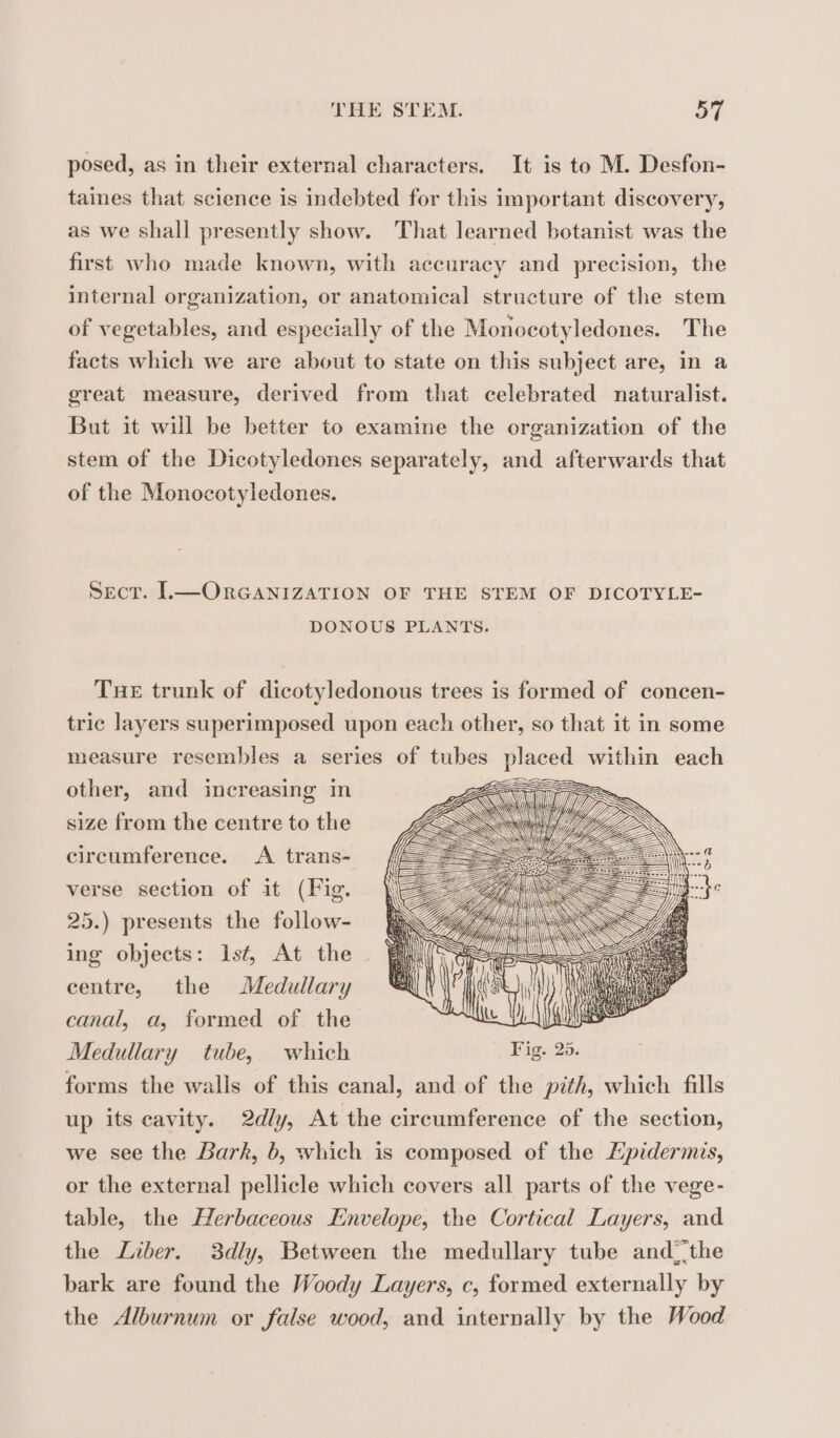 posed, as in their external characters. It is to M. Desfon- taines that science is indebted for this important discovery, as we shall presently show. That learned botanist was the first who made known, with accuracy and precision, the internal organization, or anatomical structure of the stem of vegetables, and especially of the Monocotyledones. The facts which we are about to state on this subject are, in a great measure, derived from that celebrated naturalist. But it will be better to examine the organization of the stem of the Dicotyledones separately, and afterwards that of the Monocotyledones. Sect. L.—ORGANIZATION OF THE STEM OF DICOTYLE- DONOUS PLANTS. Tue trunk of dicotyledonous trees is formed of concen- tric layers superimposed upon each other, so that it in some measure resembles a series of tubes placed within each SES \ < À KT i jj = QV \ à | if Wi, LD < Oi} other, and increasing in size from the centre to the circumference. A trans- verse section of it (Fig. 25.) presents the follow- ing objects: 1sé At the. centre, the Medullary canal, a, formed of the Medullary tube, which forms the walls of this canal, and of the pith, which fills up its cavity. 2dly, At the circumference of the section, we see the Bark, b, which is composed of the Æpidermis, or the external pellicle which covers all parts of the vege- table, the Herbaceous Envelope, the Cortical Layers, and the Liber. 3dly, Between the medullary tube andthe bark are found the Woody Layers, c, formed externally by the Alburnum or false wood, and internally by the Wood