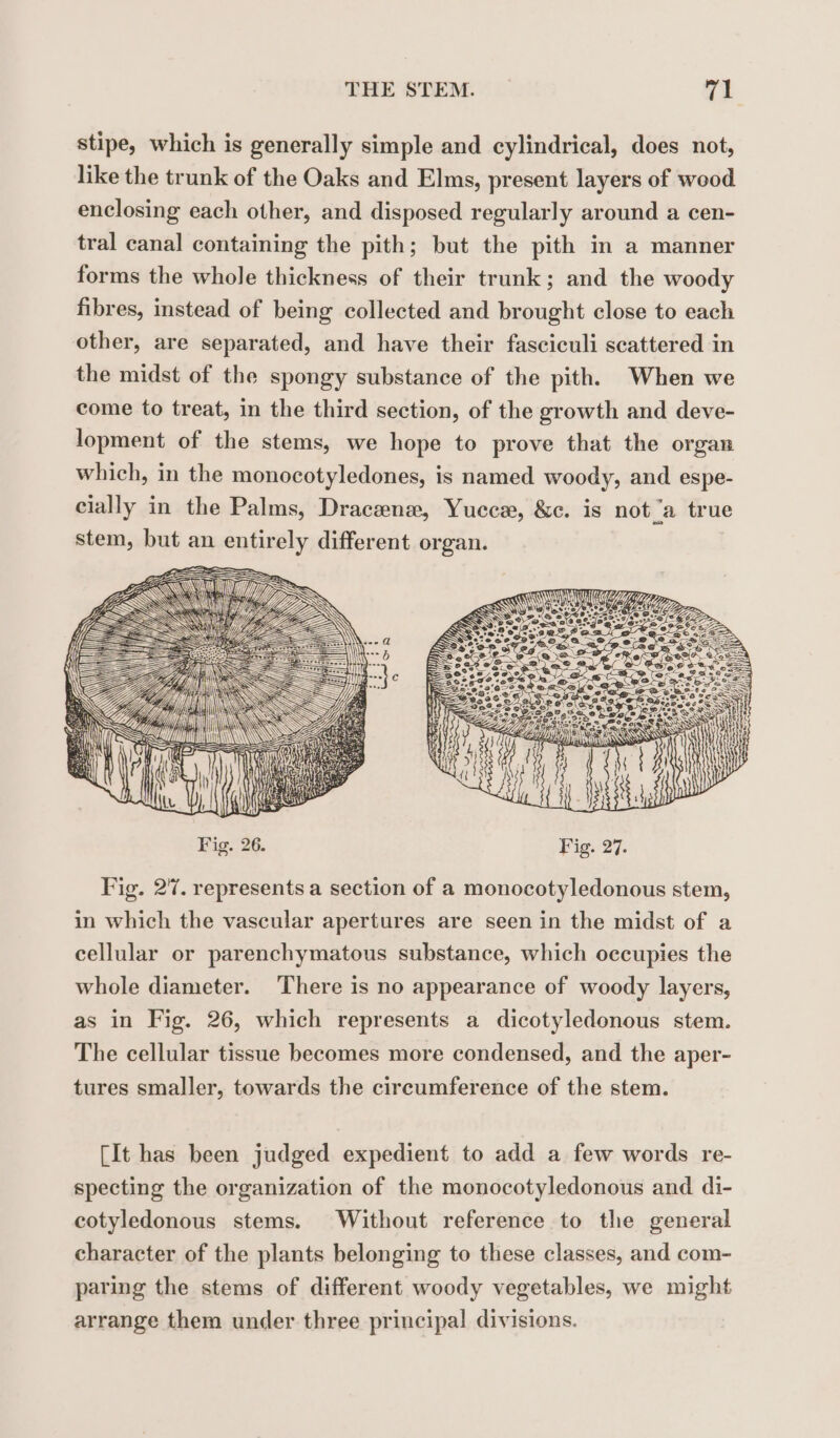 stipe, which is generally simple and cylindrical, does not, like the trunk of the Oaks and Elms, present layers of wood enclosing each other, and disposed regularly around a cen- tral canal containing the pith; but the pith in a manner forms the whole thickness of their trunk; and the woody fibres, instead of being collected and brought close to each other, are separated, and have their fasciculi scattered in the midst of the spongy substance of the pith. When we come to treat, in the third section, of the growth and deve- lopment of the stems, we hope to prove that the organ Fig. 26. Fig. 27. Fig. 27. represents a section of a monocotyledonous stem, in which the vascular apertures are seen in the midst of a cellular or parenchymatous substance, which occupies the whole diameter. There is no appearance of woody layers, as in Fig. 26, which represents a dicotyledonous stem. The cellular tissue becomes more condensed, and the aper- tures smaller, towards the circumference of the stem. [It has been judged expedient to add a few words re- specting the organization of the monocotyledonous and di- cotyledonous stems. Without reference to the general character of the plants belonging to these classes, and com- paring the stems of different woody vegetables, we might arrange them under three principal divisions.