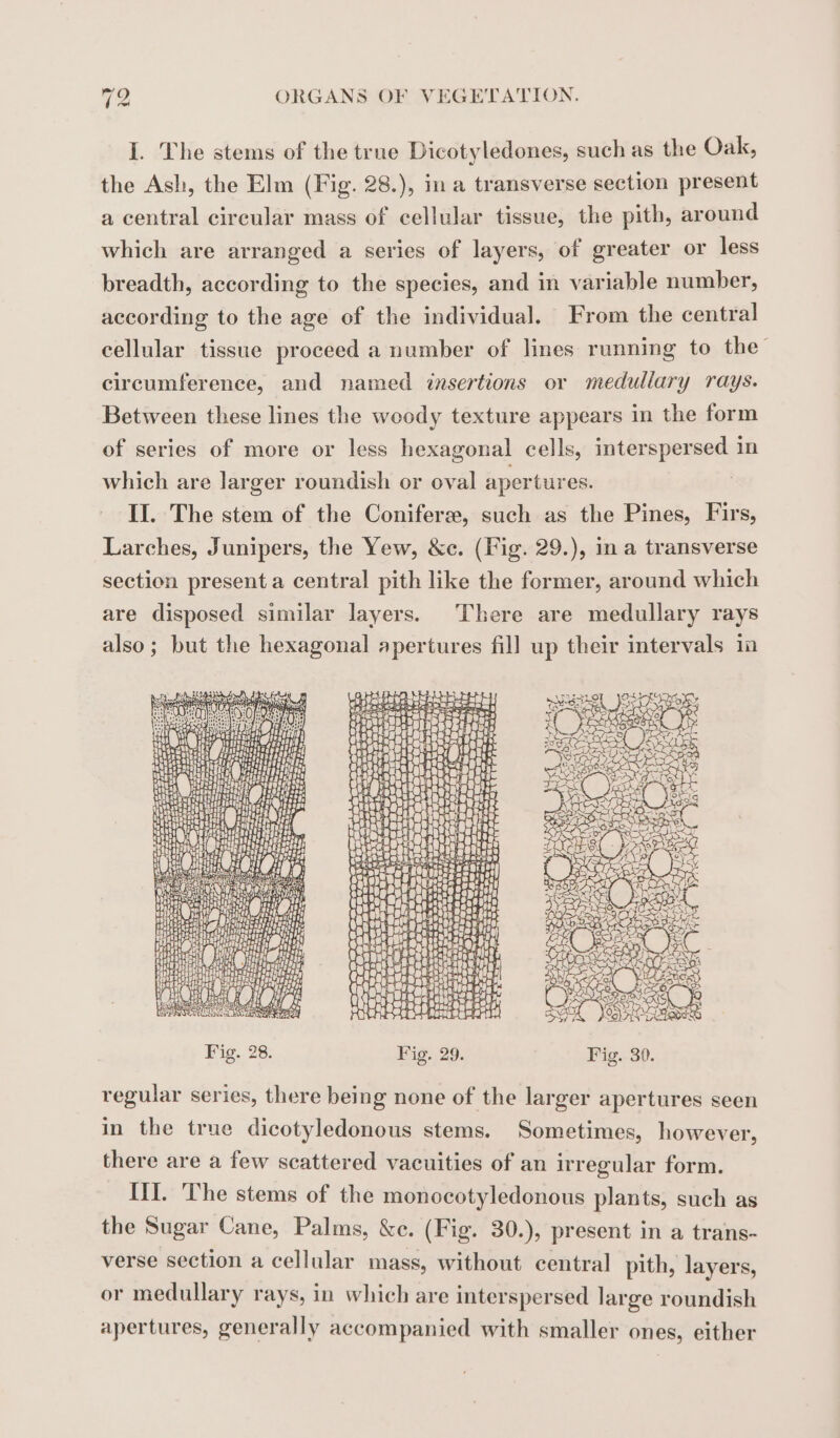 I. The stems of the true Dicotyledones, such as the Oak, the Ash, the Elm (Fig. 28.), in a transverse section present a central circular mass of cellular tissue, the pith, around which are arranged a series of layers, of greater or less breadth, according to the species, and in variable number, according to the age of the individual. From the central cellular tissue proceed a number of lines running to the circumference, and named insertions or medullary rays. Between these lines the woody texture appears in the form of series of more or less hexagonal cells, interspersed in which are larger roundish or oval apertures. IT. The stem of the Coniferæ, such as the Pines, Firs, Larches, Junipers, the Yew, &amp;c. (Fig. 29.), in a transverse section present a central pith like the former, around which are disposed similar layers. There are medullary rays also; but the hexagonal apertures fill up their intervals in HIDE acess LS BAT ewe ep, LH HB Say LT He () iS seh HH ie A Sh SM A DONNE OT (Qi } 1} Be H 1 hi L} THEE CHA AE Er Ed Ca gi Fi RC FE af HA 4 HU Hea HP Fig. 28. Fig. 29. Fig. 30. regular series, there being none of the larger apertures seen in the true dicotyledonous stems. Sometimes, however, there are a few scattered vacuities of an irregular form. LIT. The stems of the monocotyledonous plants, such as the Sugar Cane, Palms, &amp;e. (Fig. 30.), present in a trans- verse section a cellular mass, without central pith, layers, or medullary rays, in which are interspersed large roundish apertures, generally accompanied with smaller ones, either