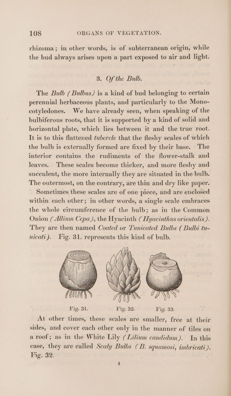 rhizoma; in other words, is of subterranean origin, while the bud always arises upon a part exposed to air and light. 3. Of the Bulb. The Bulb ( Bulbus) is a kind of bud belonging to certain perennial herbaceous plants, and particularly to the Mono- cotyledones. We have already seen, when speaking of the bulbiferous roots, that it is supported by a kind of solid and horizontal plate, which lies between it and the true root. It is to this flattened tubercle that the fleshy scales of which the bulb is externally formed are fixed by their base. The interior contains the rudiments of the flower-stalk and leaves. These scales become thicker, and more fleshy and succulent, the more internally they are situated in the bulb. The outermost, on the contrary, are thin and dry like paper. Sometimes these scales are of one piece, and are enclosed within each other; in other words, a single scale embraces the whole circumference of the bulb; as in the Common Onion ( Allium Cepa), the Hyacinth ( Hyacinthus orientalis). They are then named Coated or Tunicated Bulbs ( Bulbi tu- nicatt). Fig. 31. represents this kind of bulb. At other times, these scales are smaller, free at their sides, and cover each other only in the manner of tiles on a roof; as in the White Lily (Lilium candidum). In this case, they are called Scaly Bulbs (B. squamosi, imbricati). Fig? 32; 4