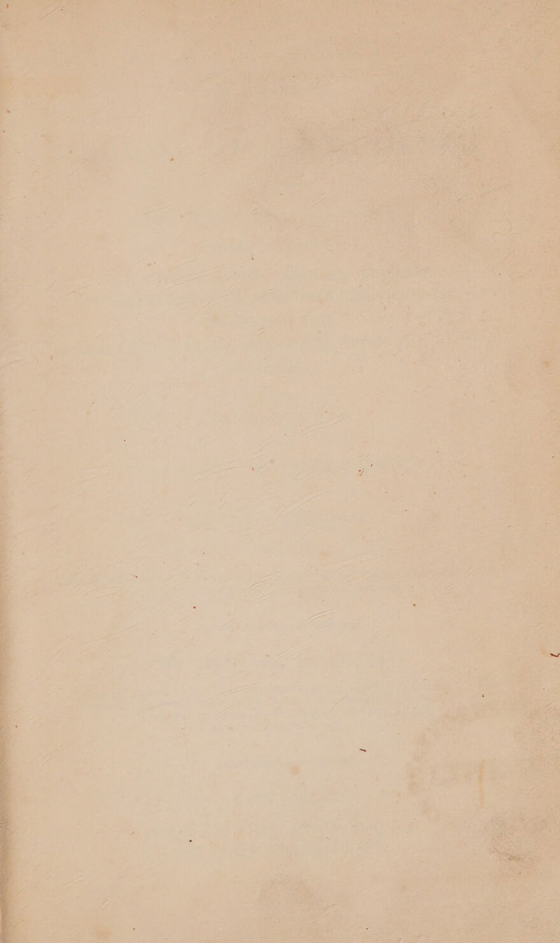 ae