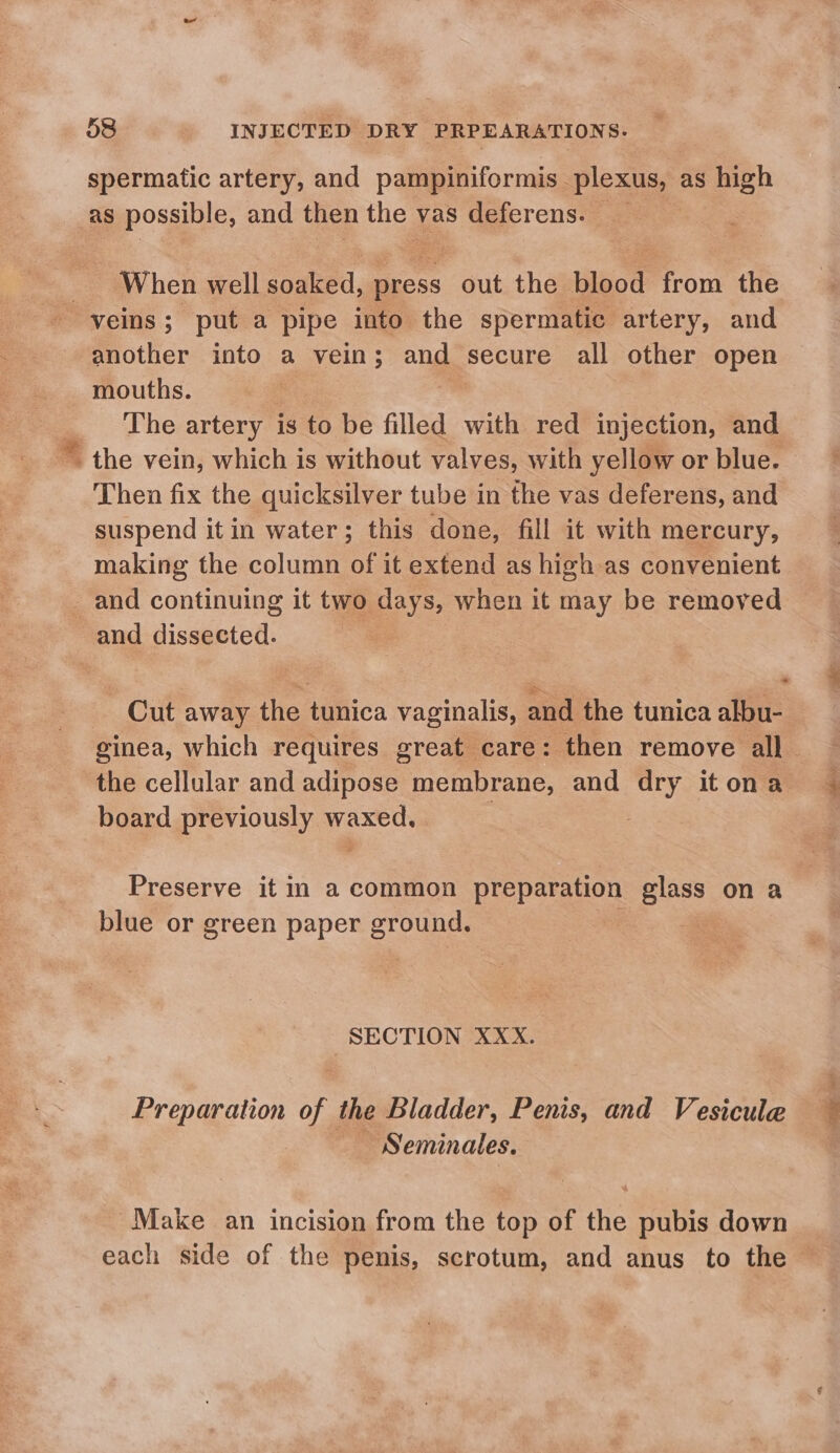 spermatic artery, and pampiniformis plexus, as high as possible, and then the vas deferens. When well soaked, press out the blood from the - veins; put a pipe into the spermatic artery, and another into a vein; and secure all other open mouths. ne artery is to be filled with red injection, and * the vein, which is without valves, with yellow or blue. Then fix the quicksilver tube in the vas deferens, and suspend it in water; this done, fill it with mercury, making the column of it extend as high as convenient and continuing it two days, when it may be removed and dissected. &gt; Cut away the tunica vaginalis, and the tunica albu- ginea, which requires great care: then remove all the cellular and adipose membrane, and dry it ona board previously pois Preserve it im a common preparation Blass on a blue or green paper grunge SECTION XXX. Preparation of the Bladder, Penis, and Vesicule — Seminales. Make an incision from the top of the pubis down each side of the penis, scrotum, and anus to the