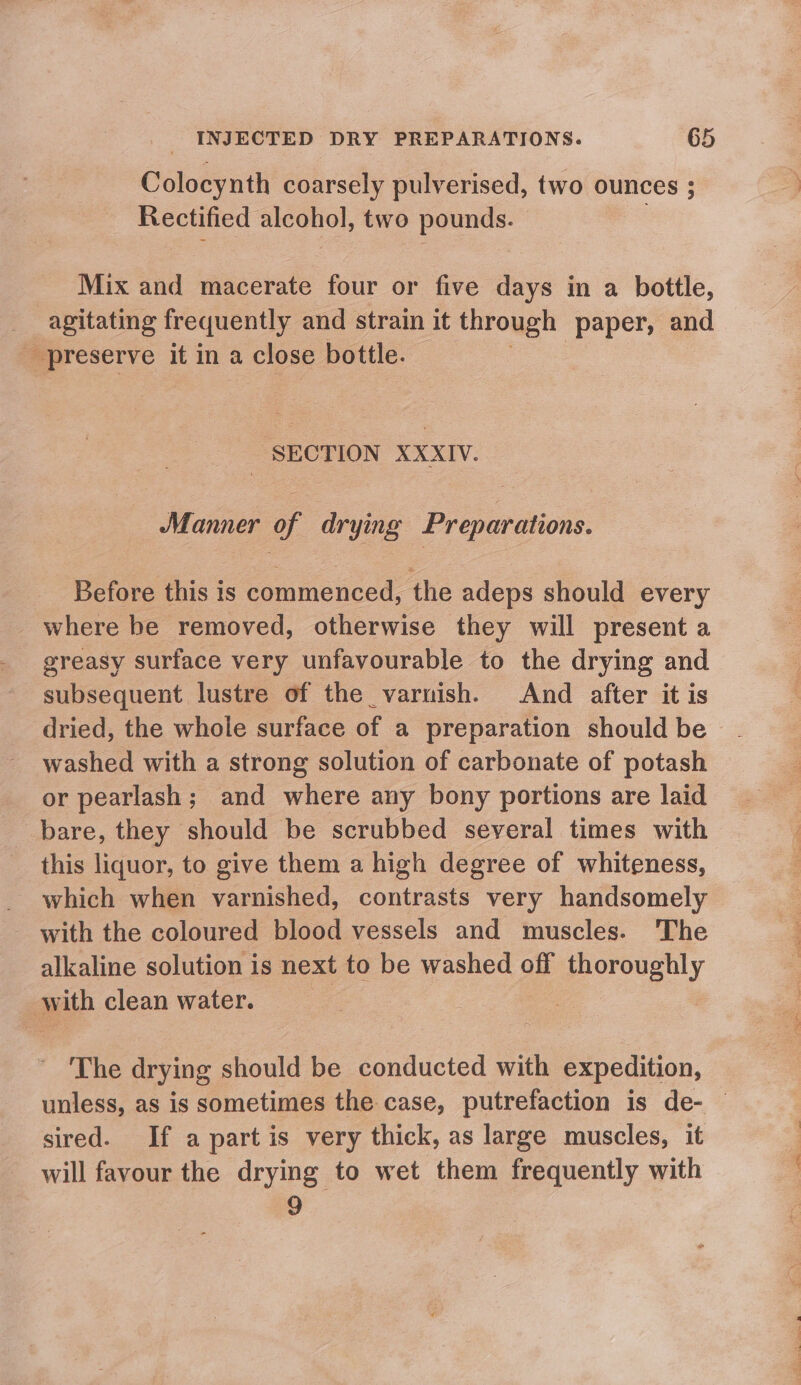 Colocynth coarsely pulverised, two ounces ; Rectified alcohol, two pounds. | Mix and macerate four or five days in a bottle, agitating frequently and strain it through paper, and preserve it ina close bottle. SECTION XXXIV. Manner of drying Preparations. Before this is commenced, the adeps should every where be removed, otherwise they will present a greasy surface very unfavourable to the drying and subsequent lustre of the varnish. And after it is dried, the whole surface of a preparation should be washed with a strong solution of carbonate of potash or pearlash; and where any bony portions are laid bare, they should be scrubbed several times with this liquor, to give them a high degree of whiteness, which when varnished, contrasts very handsomely with the coloured blood vessels and muscles. The alkaline solution is next to be washed off thoroughly w ith clean water. The drying should be conducted with expedition, unless, as is sometimes the case, putrefaction is de- sired. If a part is very thick, as large muscles, it will favour the drying to wet them frequently with 9
