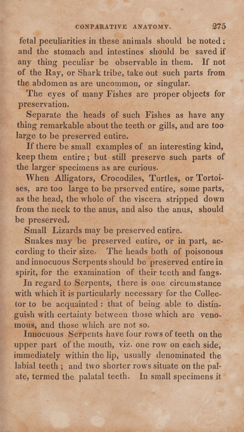 fetal peculiarities in these animals should be noted: and the stomach and intestines should be saved if any thing peculiar be observable in them. If not of the Ray, or Shark tribe, take out such parts from the abdomen as are uncommon, or singular. ~The eyes of many Fishes are proper objects for preservation. Separate the heads: of such Fishes as have any thing remarkable about the teeth or gills, and are too- _ large to be preserved entire. __ If there be small examples of an interesting kind, the larger specimens as are curious. When Alligators, Crocodiles, Turtles, or Tortoi- ses, are too large to be prserved entire, some parts, from the neck to the anus, and also the anus, should be preserved. v4 | Small Lizards may be Se etved entire. Snakes may be cred entire, or in part, ac- cording to their size. The heads both of | poisonous and innocuous Serpents should be preserved entire in spirit, for the examination of their teeth and fangs. In regard to Serpents, there is one circumstance with which it is particularly necessary for the Collec- tor to be acquainted: that of being able to distin- a guish with certainty between those which are veno- — Innocuous Serpents have four rows of eth on the upper part of the mouth, viz. one row on each side, - immediately within the lip, usually denominated the labial teeth ; and two shorter rows situate on the pal- ate, termed the palatal teeth. In small specimens it