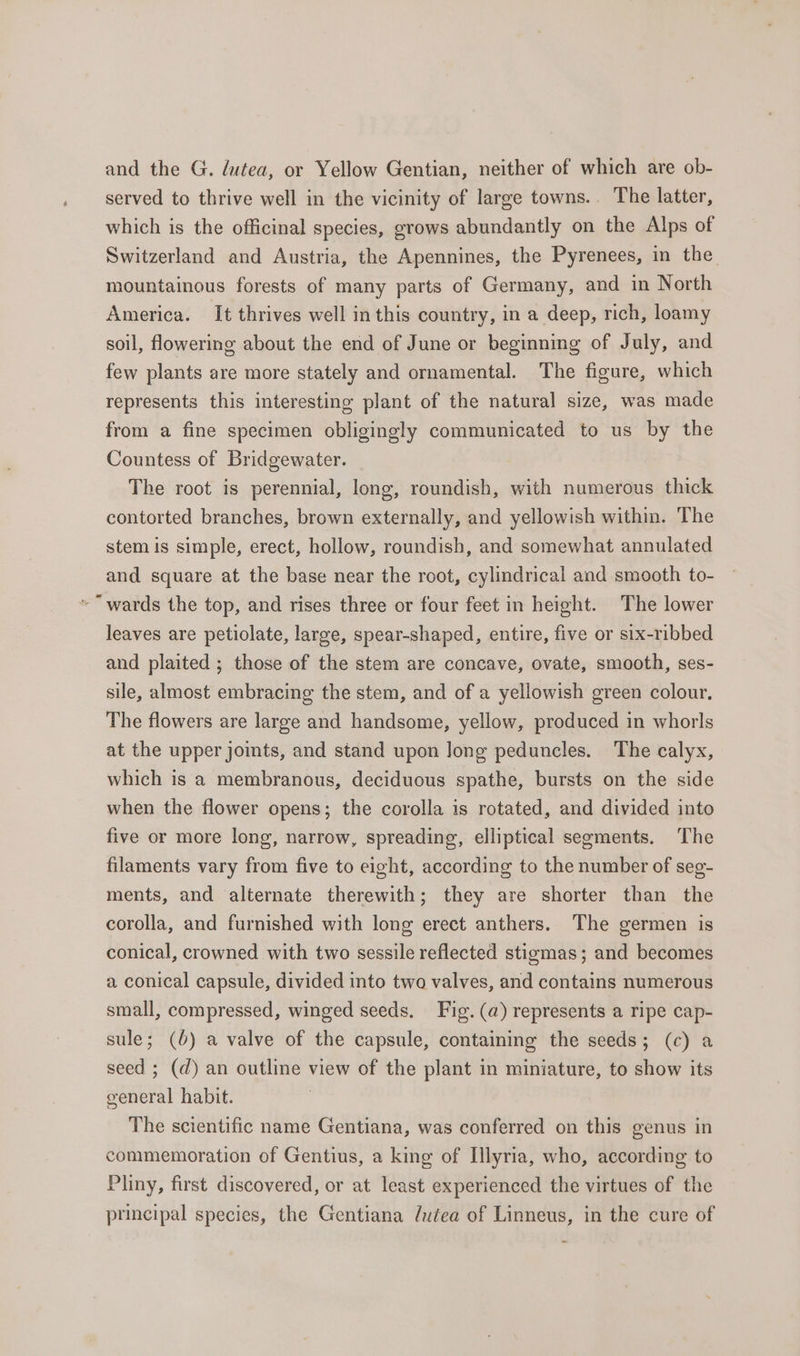 and the G. lutea, or Yellow Gentian, neither of which are ob- served to thrive well in the vicinity of large towns. . The latter, which is the officinal species, grows abundantly on the Alps of Switzerland and Austria, the Apennines, the Pyrenees, in the mountainous forests of many parts of Germany, and in North America. It thrives well in this country, in a deep, rich, loamy soil, flowering about the end of June or beginning of July, and few plants are more stately and ornamental. The figure, which represents this interesting plant of the natural size, was made from a fine specimen obligingly communicated to us by the Countess of Bridgewater. The root is perennial, long, roundish, with numerous thick contorted branches, brown externally, and yellowish within. The stem is simple, erect, hollow, roundish, and somewhat annulated and square at the base near the root, cylindrical and smooth to- leaves are petiolate, large, spear-shaped, entire, five or six-ribbed and plaited ; those of the stem are concave, ovate, smooth, ses- sile, almost embracing the stem, and of a yellowish green colour, The flowers are large and handsome, yellow, produced in whorls at the upper joints, and stand upon long peduncles. The calyx, which is a membranous, deciduous spathe, bursts on the side when the flower opens; the corolla is rotated, and divided into five or more long, narrow, spreading, elliptical segments. The filaments vary from five to eight, according to the number of seg- ments, and alternate therewith; they are shorter than the corolla, and furnished with long erect anthers. The germen is conical, crowned with two sessile reflected stigmas; and becomes a conical capsule, divided into two valves, and contains numerous small, compressed, winged seeds. Fig. (a) represents a ripe cap- sule; (6) a valve of the capsule, containing the seeds; (c) a seed ; (d) an outline view of the plant in miniature, to show its general habit. ? The scientific name Gentiana, was conferred on this genus in commemoration of Gentius, a king of Lllyria, who, according to Pliny, first discovered, or at least experienced the virtues of the principal species, the Gentiana dutea of Linneus, in the cure of