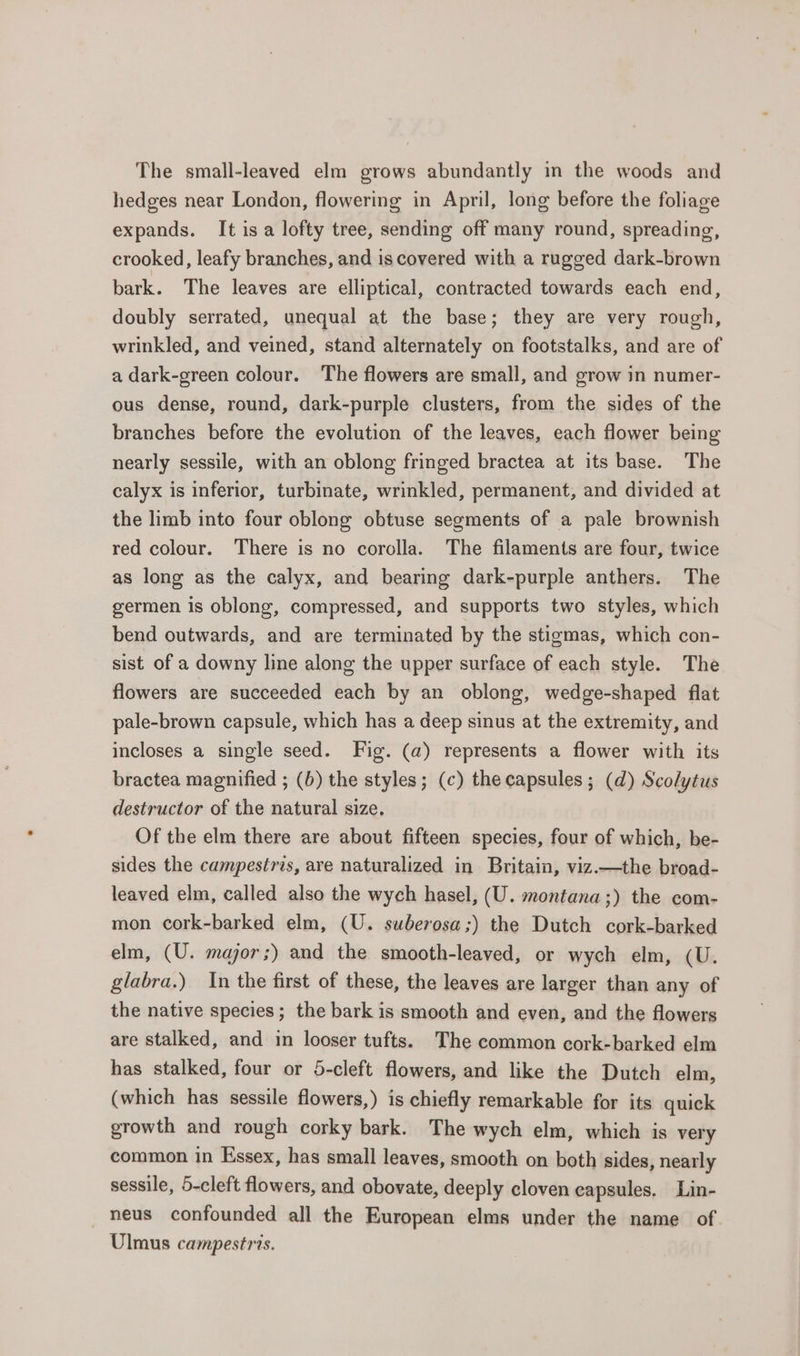 hedges near London, flowering in April, long before the foliage expands. It isa lofty tree, sending off many round, spreading, crooked, leafy branches, and is covered with a rugged dark-brown bark. The leaves are elliptical, contracted towards each end, doubly serrated, unequal at the base; they are very rough, wrinkled, and veined, stand alternately on footstalks, and are of a dark-green colour. The flowers are small, and grow in numer- ous dense, round, dark-purple clusters, from the sides of the branches before the evolution of the leaves, each flower being nearly sessile, with an oblong fringed bractea at its base. The calyx is inferior, turbinate, wrinkled, permanent, and divided at the limb into four oblong obtuse segments of a pale brownish red colour. There is no corolla. The filaments are four, twice as long as the calyx, and bearing dark-purple anthers. The germen is oblong, compressed, and supports two styles, which bend outwards, and are terminated by the stigmas, which con- sist of a downy line along the upper surface of each style. The flowers are succeeded each by an oblong, wedge-shaped flat pale-brown capsule, which has a deep sinus at the extremity, and incloses a single seed. Fig. (a) represents a flower with its bractea magnified ; (6) the styles; (c) the capsules; (d) Scolytus destructor of the natural size, Of the elm there are about fifteen species, four of which, be- sides the campestris, are naturalized in Britain, viz.—the broad- leaved elm, called also the wych hasel, (U. montana;) the com- mon cork-barked elm, (U. suberosa;) the Dutch cork-barked elm, (U. major;) and the smooth-leaved, or wych elm, (U. glabra.) In the first of these, the leaves are larger than any of the native species; the bark is smooth and even, and the flowers are stalked, and in looser tufts. The common cork-barked elm has stalked, four or 5-cleft flowers, and like the Dutch elm, (which has sessile flowers,) is chiefly remarkable for its quick growth and rough corky bark. The wych elm, which is very common in Essex, has small leaves, smooth on both sides, nearly sessile, 5-cleft flowers, and obovate, deeply cloven capsules, Lin- _neus confounded all the European elms under the name of Ulmus campestris.