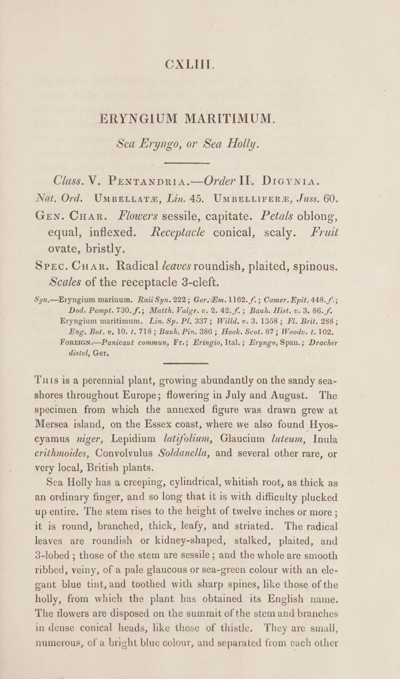 CXLIIL. ERYNGIUM MARITIMUM. | Sea Eryngo, or Sea Holly. Class. V. Pentanpria.—Order IL. Dicynia. Nat. Ord. Umpeuuara, Lin. 45. UMBELLirers, Juss. 60. Gen. Cuar. Flowers sessile, capitate. Petals oblong, equal, inflexed. Receptacle conical, scaly. rut ovate, bristly. Spec. Cuar. Radical /eaves roundish, plaited, spinous. Scales of the receptacle 3-cleft. Syn.—Eryngium marinum. Raii Syn. 222; Ger. im. 1162. f.; Camer. Epit. 448. f.; Dod. Pempt. 730. f.; Matth. Vailgr. v. 2. 42. f.; Bauh. Hist. v. 3, 86. f. Eryngium maritimum. Lin. Sp. Pl, 337; Willd. v. 3. 1358; Fl. Brit. 288 ; Eng. Bot. v. 10. t. 718; Bauh. Pin. 386 ; Hook. Scot. 87; Woodv. t. 102. FoREIGN.—Panicaut commun, Fr.; Eringio, Ital.; Eryngo, Span.; Dracher distel, Ger. Tuts is a perennial plant, growing abundantly on the sandy sea- shores throughout Europe; flowering in July and August. The specimen from which the annexed figure was drawn grew at Mersea island, on the Essex coast, where we also found Hyos- cyamus niger, Lepidium Jdatefolhum, Glaucium luteum, Inula crithmoides, Convolvulus Soldanella, and several other rare, or very local, British plants. Sea Holly has a creeping, cylindrical, whitish root, as thick as an ordinary finger, and so long that it is with difficulty plucked up entire. The stem rises to the height of twelve inches or more ; it is round, branched, thick, leafy, and striated. The radical leaves are roundish or kidney-shaped, stalked, plaited, and 3-lobed ; those of the stem are sessile ; and the whole are smooth ribbed, veiny, of a pale glaucous or sea-green colour with an ele- gant blue tint,and toothed with sharp spines, like those of the holly, from which the plant has obtained its English name. The flowers are disposed on the summit of the stem and branches in dense conical heads, like those of thistle. They are small, numerous, of a bright blue colour, and separated from each other