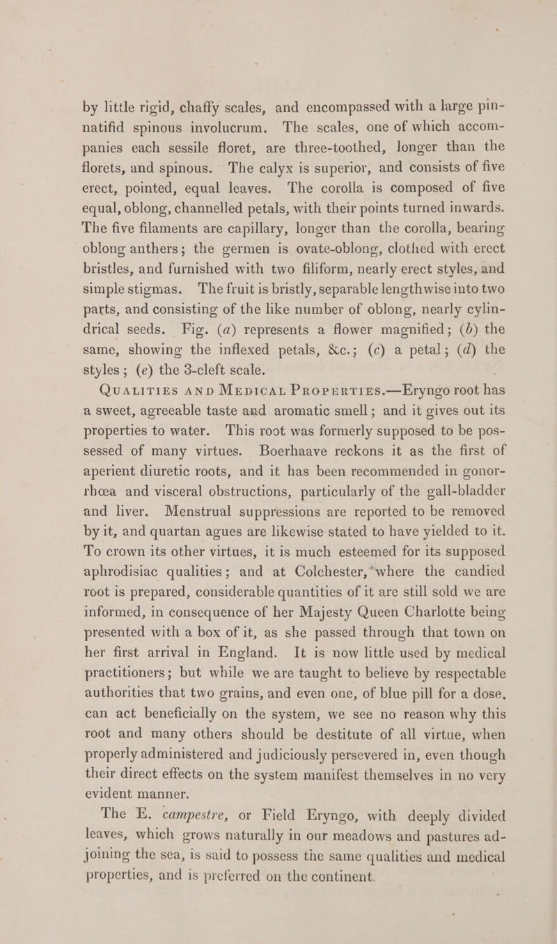 by little rigid, chaffy scales, and encompassed with a large pin- natifid spinous involucrum. The scales, one of which accom- panies each sessile floret, are three-toothed, longer than the florets, and spinous. The calyx is superior, and consists of five erect, pointed, equal leaves. The corolla is composed of five equal, oblong, channelled petals, with their points turned inwards. The five filaments are capillary, longer than the corolla, bearing oblong anthers; the germen is ovate-oblong, clothed with erect bristles, and furnished with two filiform, nearly erect styles, and simple stigmas. The fruit is bristly, separable lengthwise into two parts, and consisting of the like number of oblong, nearly cylin- drical seeds. Fig. (a) represents a flower magnified; (0) the same, showing the inflexed petals, &amp;c.; (c) a petal; (d) the styles; (e) the 3-cleft scale. QuaLiTies AND MepicAt Properties.—Eryngo root has a sweet, agreeable taste and aromatic smell; and it gives out its properties to water. This root was formerly supposed to be pos- sessed of many virtues. Boerhaave reckons it as the first of aperient diuretic roots, and it has been recommended in gonor- rheea and visceral obstructions, particularly of the gall-bladder and liver. Menstrual suppressions are reported to be removed by it, and quartan agues are likewise stated to have yielded to it. To crown its other virtues, it is much esteemed for its supposed aphrodisiac qualities; and at Colchester,“where the candied root is prepared, considerable quantities of it are still sold we are informed, in consequence of her Majesty Queen Charlotte being presented with a box of it, as she passed through that town on her first arrival in England. It is now little used by medical practitioners; but while we are taught to believe by respectable authorities that two grains, and even one, of blue pill for a dose, can act beneficially on the system, we see no reason why this root and many others should be destitute of all virtue, when properly administered and judiciously persevered in, even though their direct effects on the system manifest themselves in no very evident manner. The E. campestre, or Field Eryngo, with deeply divided leaves, which grows naturally in our meadows and pastures ad- joining the sea, is said to possess the same qualities and medical properties, and is preferred on the continent.