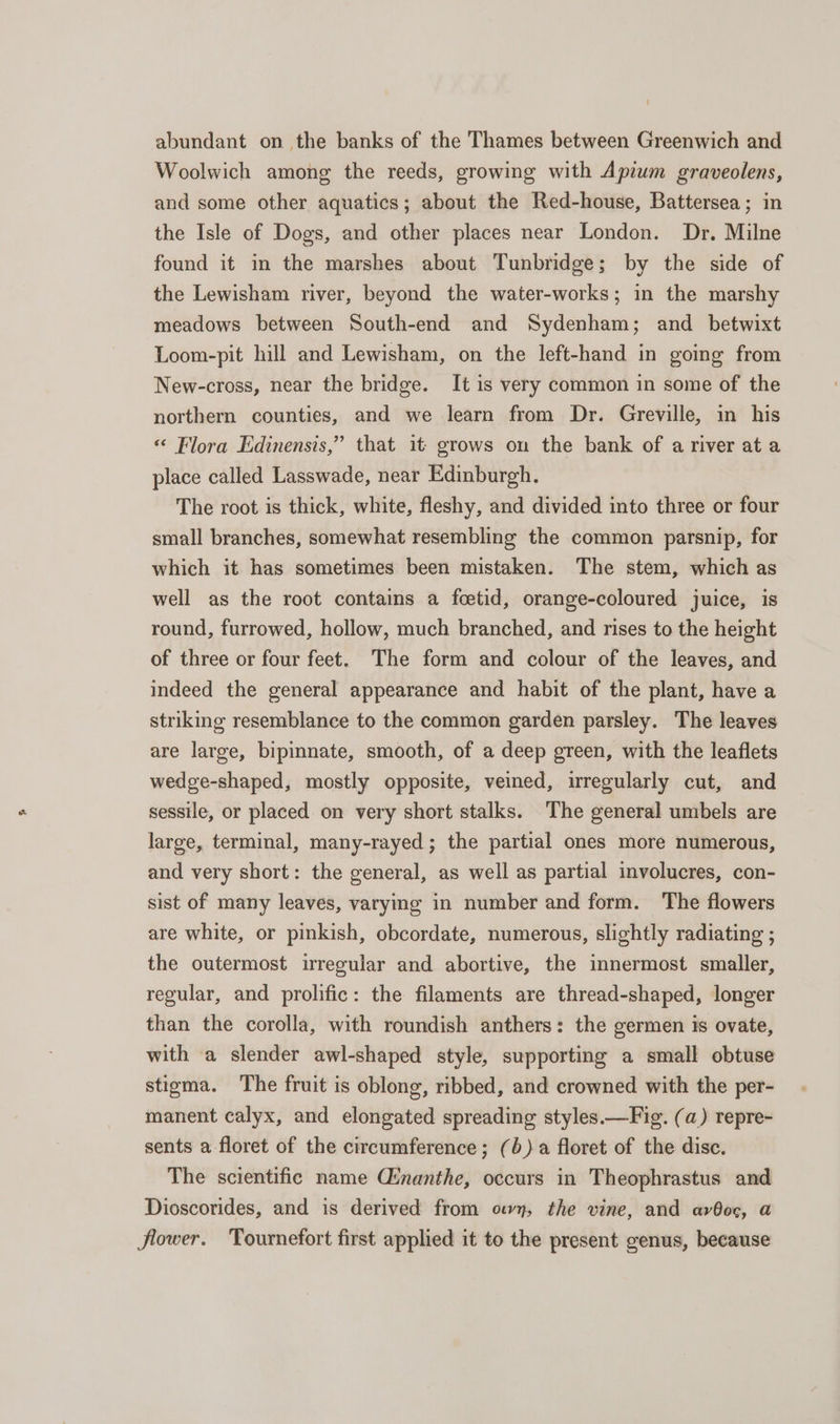 abundant on the banks of the Thames between Greenwich and Woolwich among the reeds, growing with Apium graveolens, and some other aquatics; about the Red-house, Battersea; in the Isle of Dogs, and other places near London. Dr. Milne found it in the marshes about Tunbridge; by the side of the Lewisham river, beyond the water-works; in the marshy meadows between South-end and Sydenham; and betwixt Loom-pit hill and Lewisham, on the left-hand in going from New-cross, near the bridge. It is very common in some of the northern counties, and we learn from Dr. Greville, in his “ Flora Edinensis,” that it: grows on the bank of a river at a place called Lasswade, near Edinburgh. The root is thick, white, fleshy, and divided into three or four small branches, somewhat resembling the common parsnip, for which it has sometimes been mistaken. The stem, which as well as the root contains a feetid, orange-coloured juice, is round, furrowed, hollow, much branched, and rises to the height of three or four feet. The form and colour of the leaves, and indeed the general appearance and habit of the plant, have a striking resemblance to the common garden parsley. The leaves are large, bipinnate, smooth, of a deep green, with the leaflets wedge-shaped, mostly opposite, veined, irregularly cut, and sessile, or placed on very short stalks. The general umbels are large, terminal, many-rayed; the partial ones more numerous, and very short: the general, as well as partial involucres, con- sist of many leaves, varying in number and form. The flowers are white, or pinkish, obcordate, numerous, slightly radiating ; the outermost irregular and abortive, the innermost smaller, regular, and prolific: the filaments are thread-shaped, longer than the corolla, with roundish anthers: the germen is ovate, with a slender awl-shaped style, supporting a small obtuse stigma. The fruit is oblong, ribbed, and crowned with the per- manent calyx, and elongated spreading styles.—Fig. (a) repre- sents a floret of the circumference; (6) a floret of the disc. The scientific name Ginanthe, occurs in Theophrastus and Dioscorides, and is derived from own, the vine, and avo, a flower. Tournefort first applied it to the present genus, because