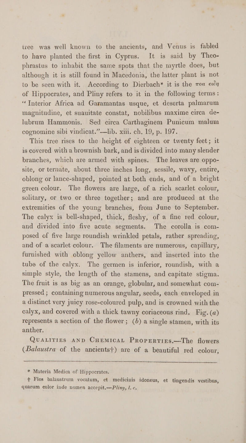 tree was well known to the ancients, and Venus is fabled to have planted the first in Cyprus. It is said by Theo- phrastus to inhabit the same spots that the myrtle does, but although it is still found in Macedonia, the latter plant is not to be seen with it. According to Dierbach* it is the toa ey of Hippocrates, and Pliny refers to it in the following terms: ‘“‘Tnterior Africa ad Garamantas usque, et deserta palmarum magnitudine, et suauitate constat, nobilibus maxime circa de- lubrum Hammonis. Sed circa Carthaginem Punicum malum cognomine sibi vindicat.”—lib. xii. ch. 19, p. 197. This tree rises to the height of eighteen or twenty feet; it is covered with a brownish bark, and is divided into many slender branches, which are armed with spmes. The leaves are oppo- site, or ternate, about three inches long, sessile, wavy, entire, oblong or lance-shaped, pointed at both ends, and of a bright ereen colour. The flowers are large, of a rich scarlet colour, solitary, or two or three together; and are produced at the extremities of the young branches, from June to September. The calyx is bell-shaped, thick, fleshy, of a fine red colour, and divided into five acute segments. The corolla is com- posed of five large roundish wrinkled petals, rather spreading, and of a scarlet colour. The filaments are numerous, capillary, furnished with oblong yellow anthers, and inserted into the tube of the calyx. The germen is inferior, roundish, with a simple style, the length of the stamens, and capitate stigma. The fruit is as big as an orange, globular, and somewhat com- pressed ; containing numerous angular, seeds, each enveloped in a distinct very juicy rose-coloured pulp, and is crowned with the calyx, and covered with a thick tawny coriaceous rind. Fig. (a) represents a section of the flower; (b) a single stamen, with its anther. : QUALITIES AND CHEMICAL PropEertises.—The flowers (Balaustra of the ancients}) are of a beautiful red colour, * Materia Medica of Hippocrates. t Flos balaustrum vocatum, et medicinis idoneus, et tingendis vestibus, quarum color inde nomen accepit.—Pliny, l. c.