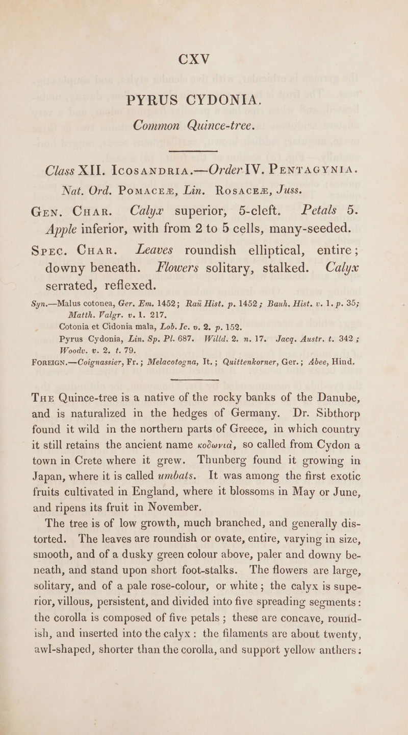 CXV PYRUS CYDONIA. Common Quince-tree. Class XI1. IcosanprRiA.—Order TV. PENTAGYNIA. Nat. Ord. Pomacrem, Lin. Rosacea, Juss. Gen. Cuar. Calyr superior, 5-cleft. Petals 5. Apple inferior, with from 2 to 5 cells, many-seeded. Spec. Cuar. Leaves roundish elliptical, entire ; downy beneath. lowers solitary, stalked. Calyx serrated, reflexed. Syn.—Malus cotonea, Ger, Em. 1452; Rati Hist. p. 1452; Bauwh. Hist. v. 1. p. 35; Matth. Valgr. v. 1. 217, Cotonia et Cidonia mala, Lod. Ic. v. 2. p. 152. Pyrus Cydonia, Lin. Sp. Pl. 687. Willd. 2. n.17. Jacq. Austr. t. 342 ; Woodv. v. 2. t. 79. ForEIGN.—Coignassier, Fr.; Melacotogna, It.; Quittenkorner, Ger.; bee, Hind. ee Tue Quince-tree is a native of the rocky banks of the Danube, and is naturalized in the hedges of Germany. Dr. Sibthorp found it wild in the northern parts of Greece, in which country it still retains the ancient name xodwyad, so called from Cydon a town in Crete where it grew. Thunberg found it growing in Japan, where it is called wmbais. It was among the first exotic fruits cultivated in England, where it blossoms in May or June, and ripens its fruit in November. The tree is of low growth, much branched, and generally dis- torted. The leaves are roundish or ovate, entire, varying in size, smooth, and of a dusky green colour above, paler and downy be- neath, and stand upon short foot-stalks. The flowers are large, solitary, and of a pale rose-colour, or white; the calyx is supe- rior, villous, persistent, and divided into five spreading segments: the corolla is composed of five petals ; these are concave, round- ish, and inserted into the calyx: the filaments are about twenty, awl-shaped, shorter than the corolla, and support yellow anthers :