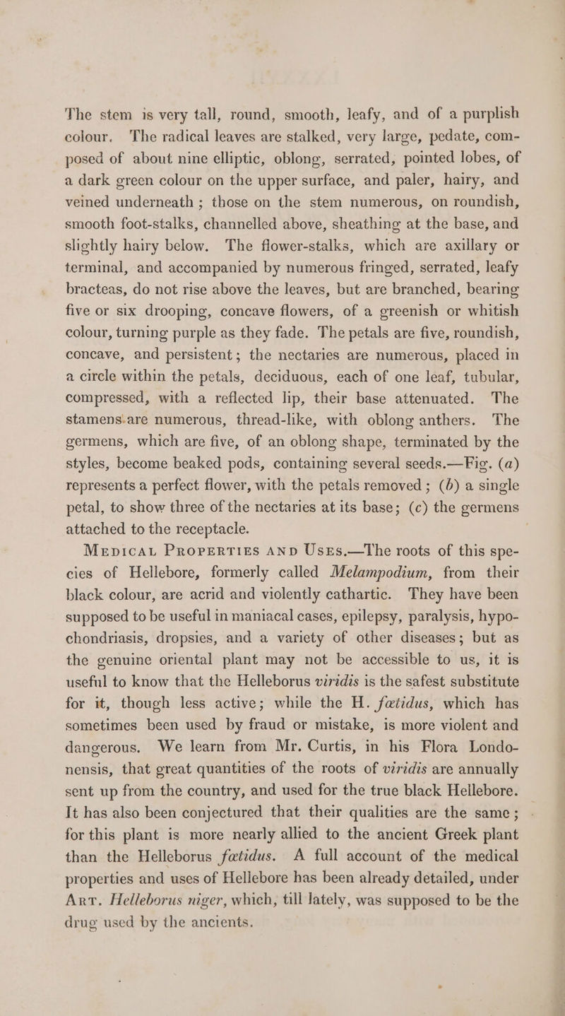 The stem is very tall, round, smooth, leafy, and of a purplish colour. The radical leaves are stalked, very large, pedate, com- posed of about nine elliptic, oblong, serrated, pointed lobes, of a dark green colour on the upper surface, and paler, hairy, and veined underneath ; those on the stem numerous, on roundish, smooth foot-stalks, channelled above, sheathing at the base, and slightly hairy below. The flower-stalks, which are axillary or terminal, and accompanied by numerous fringed, serrated, leafy bracteas, do not rise above the leaves, but are branched, bearing five or six drooping, concave flowers, of a greenish or whitish colour, turning purple as they fade. The petals are five, roundish, concave, and persistent; the nectaries are numerous, placed in a circle within the petals, deciduous, each of one leaf, tubular, compressed, with a reflected lip, their base attenuated. The stamens-are numerous, thread-like, with oblong anthers. The germens, which are five, of an oblong shape, terminated by the styles, become beaked pods, containing several seeds.—Fig. (a) represents a perfect flower, with the petals removed ; (6) a single petal, to show three of the nectaries at its base; (c) the germens attached to the receptacle. . Mepicau Properties AND Usres.—tThe roots of this spe- cies of Hellebore, formerly called Melampodium, from their black colour, are acrid and violently cathartic. They have been supposed to be useful in maniacal cases, epilepsy, paralysis, hypo- chondriasis, dropsies, and a variety of other diseases; but as the genuine oriental plant may not be accessible to us, it is useful to know that the Helleborus wiredis is the safest substitute for it, though less active; while the H. fatidus, which has sometimes been used by fraud or mistake, is more violent and dangerous. We learn from Mr. Curtis, in his Flora Londo- nensis, that great quantities of the roots of viridis are annually sent up from the country, and used for the true black Hellebore. It has also been conjectured that their qualities are the same ; for this plant is more nearly allied to the ancient Greek plant than the Helleborus fetidus. A full account of the medical properties and uses of Hellebore has been already detailed, under Art. Helleborus niger, which, till lately, was supposed to be the drug used by the ancients.