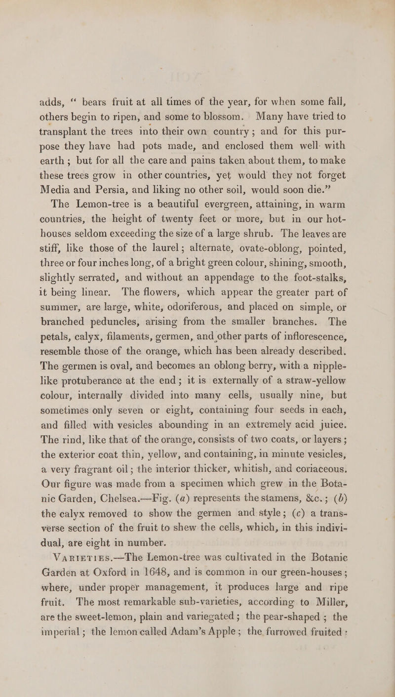 adds, ‘‘ bears fruit at all times of the year, for when some fall, others begin to ripen, and some to blossom. Many have tried to transplant the trees into their own country; and for this pur- pose they have had pots made, and enclosed them well: with earth ; but for all the care and pains taken about them, to make these trees grow in other countries, yet would they not forget Media and Persia, and liking no other soil, would soon die.” The Lemon-iree is a beautiful evergreen, attaining, in warm countries, the height of twenty feet or more, but in our hot- houses seldom exceeding the size of a large shrub. The leaves are stiff, like those of the laurel; alternate, ovate-oblong, pointed, three or four inches long, of a bright green colour, shining, smooth, slightly serrated, and without an appendage to the fcot-stalks, it being linear. The flowers, which appear the greater part of summer, are large, white, odoriferous, and placed on simple, or branched peduncles, arising from the smaller branches. The petals, calyx, filaments, germen, and other parts of inflorescence, resemble those of the orange, which has been already described. The germen is oval, and becomes an oblong berry, with a nipple- like protuberance at the end; it is externally of a straw-yellow colour, internally divided into many cells, usually nine, but sometimes only seven or eight, containing four seeds in each, and filled with vesicles abounding in an extremely acid juice. The rind, like that of the orange, consists of two coats, or layers ; the exterior coat thin, yellow, and containing, in minute vesicles, a very fragrant oil; the interior thicker, whitish, and coriaceous. Our figure was made from a specimen which grew in the Bota- nic Garden, Chelsea.—Fig. (a) represents the stamens, &amp;c.; (0) the calyx removed to show the germen and style; (c) a trans- verse section of the fruit to shew the cells, which, in this indivi- dual, are eight in number. VARIETIES.—The Lemon-tree was cultivated in the Botanic Garden at Oxford in 1648, and is common in our green-houses ; where, under proper management, it produces large and ripe fruit. The most remarkable sub-varieties, according to Miller, are the sweet-lemon, plain and variegated ; the pear-shaped ; the imperial ; the lemon called Adam’s Apple; the furrowed fruited :