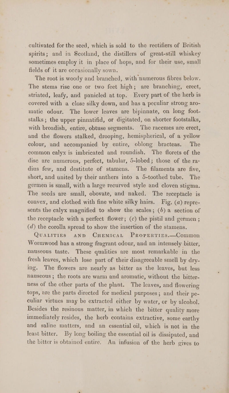 _ cultivated for the seed, which is sold to the rectifiers of British spirits; and in Scotland, the distillers of great-still whiskey sometimes employ it in place of hops, and for their use, small fields of it are occasionally sown. The root is woody and branched, with numerous fibres below. The stems rise one or two feet high; are branching, erect, striated, leafy, and panicled.at top. Every part of the herb is covered with a close silky down, and has a peculiar strong aro- matic odour. The lower leaves are bipinnate, on long foot- stalks ; the upper pinnatifid, or digitated, on shorter footstalks, with broadish, entire, obtuse segments. ‘The racemes are erect, and the flowers stalked, drooping, hemispherical, of a yellow colour, and accompanied by entire, oblong bracteas. The common calyx is imbricated and roundish. The florets of the disc are numerous, perfect, tabular, 5-lobed; those of the ra- dius few, and destitute of stamens. The filaments are five, short, and united by their anthers into a o-toothed tube. The germen is small, with a large recurved style and cloven stigma. The seeds are small, obovate, and naked. The receptacle is convex, and clothed with fine white silky hairs. Fig. (a) repre- sents the calyx magnified to show the scales; (6) a section of the receptacle with a perfect flower; (c) the pistil and germen ; (d) the corolla spread to show the insertion of the stamens. QUALITIES AND CnHEmIcAL PropgerRTIEs.—Common Wormwood has a strong fragrant odour, and an intensely bitter, nauseous taste. These qualities are most remarkable in the fresh leaves, which lose part of their disagreeable smell by dry- ing. The flowers are nearly as bitter as the leaves, but less nauseous ; the roots are warm and aromatic, without the bitter- ness of the other parts of the plant. The leaves, and flowering tops, are the parts directed for medical purposes; and their pe- culiar virtues may be extracted either by water, or by alcohol. Besides the resinous matter, in which the tees quality more immediately resides, the herb contains extractive, some earthy and saline matters, and an essential oil, which is not in the least bitter. By long boiling the essential oil is dissipated, and the bitter is obtained entire. An infusion of the herb gives to