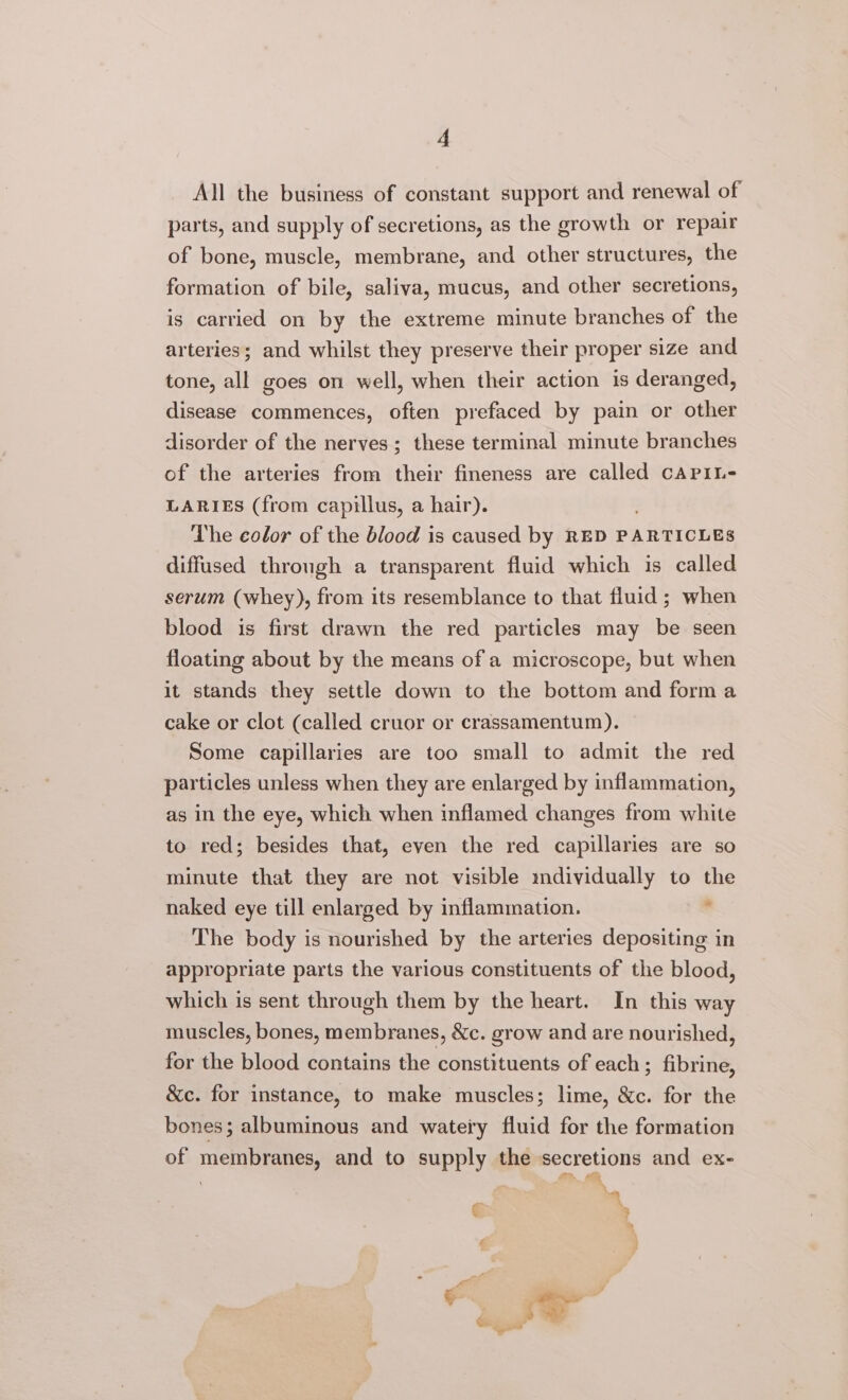 All the business of constant support and renewal of parts, and supply of secretions, as the growth or repair of bone, muscle, membrane, and other structures, the formation of bile, saliva, mucus, and other secretions, is carried on by the extreme minute branches of the arteries; and whilst they preserve their proper size and tone, all goes on well, when their action is deranged, disease commences, often prefaced by pain or other disorder of the nerves; these terminal minute branches of the arteries from their fineness are called CAPIL=- LARIES (from capillus, a hair). . The color of the blood is caused by RED PARTICLES diffused through a transparent fluid which is called serum (whey), from its resemblance to that fluid; when blood is first drawn the red particles may be seen floating about by the means of a microscope, but when it stands they settle down to the bottom and form a cake or clot (called cruor or crassamentum). Some capillaries are too small to admit the red particles unless when they are enlarged by inflammation, as in the eye, which when inflamed changes from white to red; besides that, even the red capillaries are so minute that they are not visible mdividually to the naked eye till enlarged by inflammation. The body is nourished by the arteries depositing in appropriate parts the various constituents of the blood, which is sent through them by the heart. In this way muscles, bones, membranes, &amp;c. grow and are nourished, for the blood contains the constituents of each ; fibrine, &amp;c. for instance, to make muscles; lime, &amp;c. for the bones; albuminous and watery fluid for the formation of membranes, and to supply the secretions and ex- : , 4 a € 5 2 € ae |