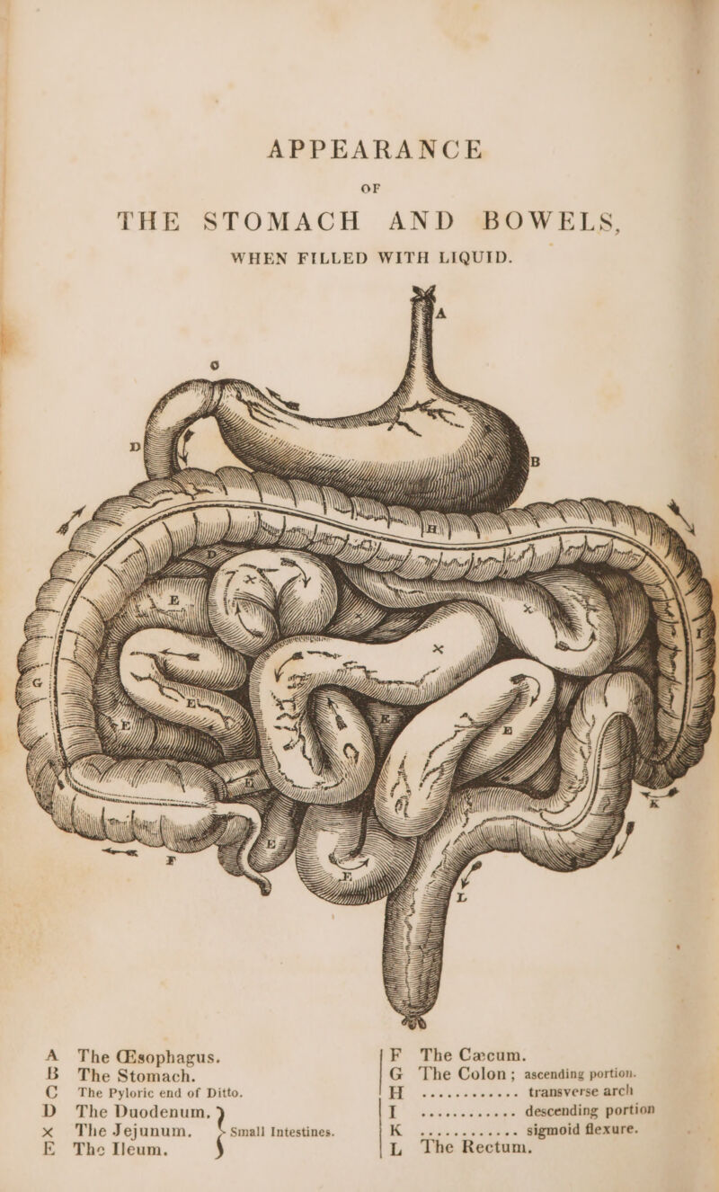 APPEARANCE OF THE STOMACH AND BOWELS, WHEN FILLED WITH LIQUID. «\ SUNN AN &lt;i . \X\ Wy) } \&lt; mh 4 i YY pi iff) yy Dp) H) Y, Hs Dey D Ly we ™ The Gsophagus. F The Cacum. The Stomach. G ‘The Colon; ascending portion. The Pyloric end of Ditto. BE .coeb cktavwned transverse arch The Duodenum, ? descending portion The Jejunum., Small Intestines. § | Ko .....-s.ee0 sigmoid flexure. The Ileum. § L The Rectum. mx Canp