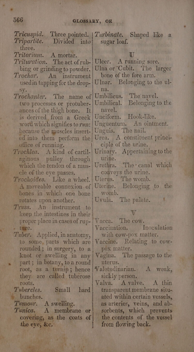 * ~ 366 GLOSSARY, OR Tricuspid. Three pointed. | Turbindte. Shaped like a Tripartite. Divided into! sugar loaf. three. } ; | Tritorium. A mortar. U Trituration. The act ofrub-| Ulcer. A running sore. bing or grinding to powder. Ulna or “Cubit. The larger Trochar. An instrument! bone of the fore arm. usedin tapping for the drop-| Ulnar. Belonging to the ul- sy. | na. Trochanter. The name of|Umbilicus. The navel. two processes or protuber-| Umbilical. Belonging to the ances of the thigh bone. It} navel. is derived, from a Greek} Unciform. Hook-like. word which signifies to run: Unguentum. An ointment. because the muscles insert-| Unguis. ‘The nail. ed into them perform the} Urea. A constituent princi office of running. ciple of the urine. Trochlea. A kind of cartil-| Urinary. Appertaining to the aginous pulley through| urine. which the tendon of a mus-| Urethra. “The- canal which cle of the eye passes. conveys the urine. - Amoyeable connexion. of| Uterine. Belonging to the bones in which one bone} womb. rotates upon another. |Uvula. The palate. ‘ eee: An instrument to keep the intestines in their Vv proper place in casesofrup-| Vacca. The cow. ! time. Vaccination. Inoculation Tuber. Applied, inanatomy,| with cow-pox matter. to some, parts which are} Vaccine. Relating to cow- rounded ; in surgery, to a| pox matter. knot or swelling in any| Vagina. ‘The passage to the root, as a turnip; hence |WValetudinarian. A _ weak, they are called tuberose| sickly person, roots. Valva.. Avalve. A thin ‘Tubercles. Small hard | transparent membrane situ- * bunches. | ated within certain vessels, Tumour. A swelling. ' | as arteries, veins, and ab-. Tunica. A membrane or} sorbents, which prevents - covering _as the coats of| the contents of the vessel | from flowing back. ride J ' Y