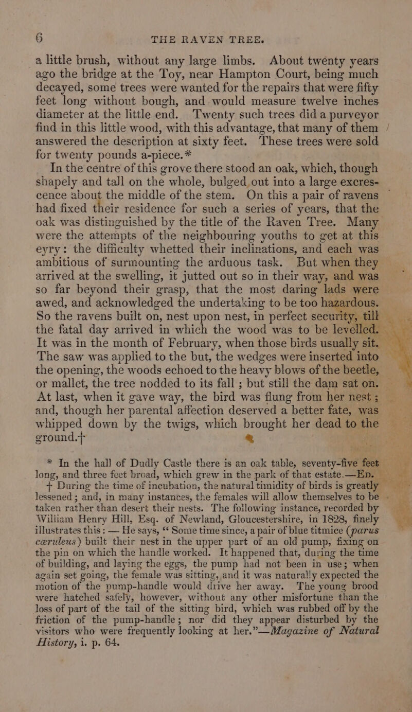 a little brush, without any large limbs. About twenty years ago the bridge at the Toy, near Hampton Court, being much decayed, some trees were wanted for the repairs that were fifty feet long without bough, and would measure twelve inches diameter at the little end. Twenty such trees did a purveyor find in this little wood, with this advantage, that many of them answered the description at sixty feet. These trees were sold for twenty pounds a-piece.* In the centre of this grove there stood an oak, which, though shapely and tall on the whole, bulged out into a large excres- cence about the middle of the stem. On this a pair of ravens ~ had fixed their residence for such a series of years, that the oak was distinguished by the title of the Raven Tree. Many were the attempts of the neighbouring youths to get at this eyry: the difficulty whetted their inclinations, and each was ambitious of surmounting the arduous task. But when they arrived at the swelling, it jutted out so in their way, and was so far beyond their grasp, that the most daring lads were awed, and acknowledged the undertaking to be too hazardous. So the ravens built on, nest upon nest, in perfect secutetie ilk the fatal day arrived in which the wood was to be levelled. _ It was in the month of February, when those birds usually sit. The saw was applied to the but, the wedges were inserted into — the opening, the woods echoed to the heavy blows of the beetle, or mallet, the tree nodded to its fall ; but still the dam saton. At last, when it gave way, the bird was flung from her nest; and, though her parental affection deserved a better fate, was whipped down by the twigs, which brought her deadtothe ground.y * Eee ae ~~ * In the hal! of Dudly Castle there is an oak table, seventy-five feet Y i long, and three feet broad, which grew in the park of that estate —Ep. ‘ + During the time of incubation, the natural timidity of birds is greatly lessened ; and, in many instances, the females will allow themselves to be - taken rather than desert their nests. The following instance, recorded by William Henry Hill, Esq. of Newland, Gloucestershire, in 1828, finely illustrates this : — He says, ** Some time since, a pair of blue titmice (parus ceruleus) built their nest in the upper part of an old pump, fixing on the pin on which the handle worked. It happened that, during the time of building, and laying the eggs, the pump had not been in use; when again set going, the female was sitting, and it was naturally expected the motion of the pump-handle would drive her away. The young brood were hatched safely, however, without any other misfortune than the loss of part of the tail of the sitting bird, which was rubbed off by the friction of the pump-handle; nor did they appear disturbed by the visitors who were frequently looking at her.”-Magazine of Natural History, i. p. 64.