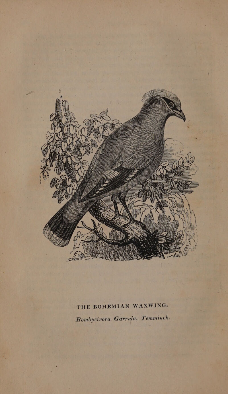 THE BOHEMIAN WAXWING. Bombycivora Garrula, Temminck.