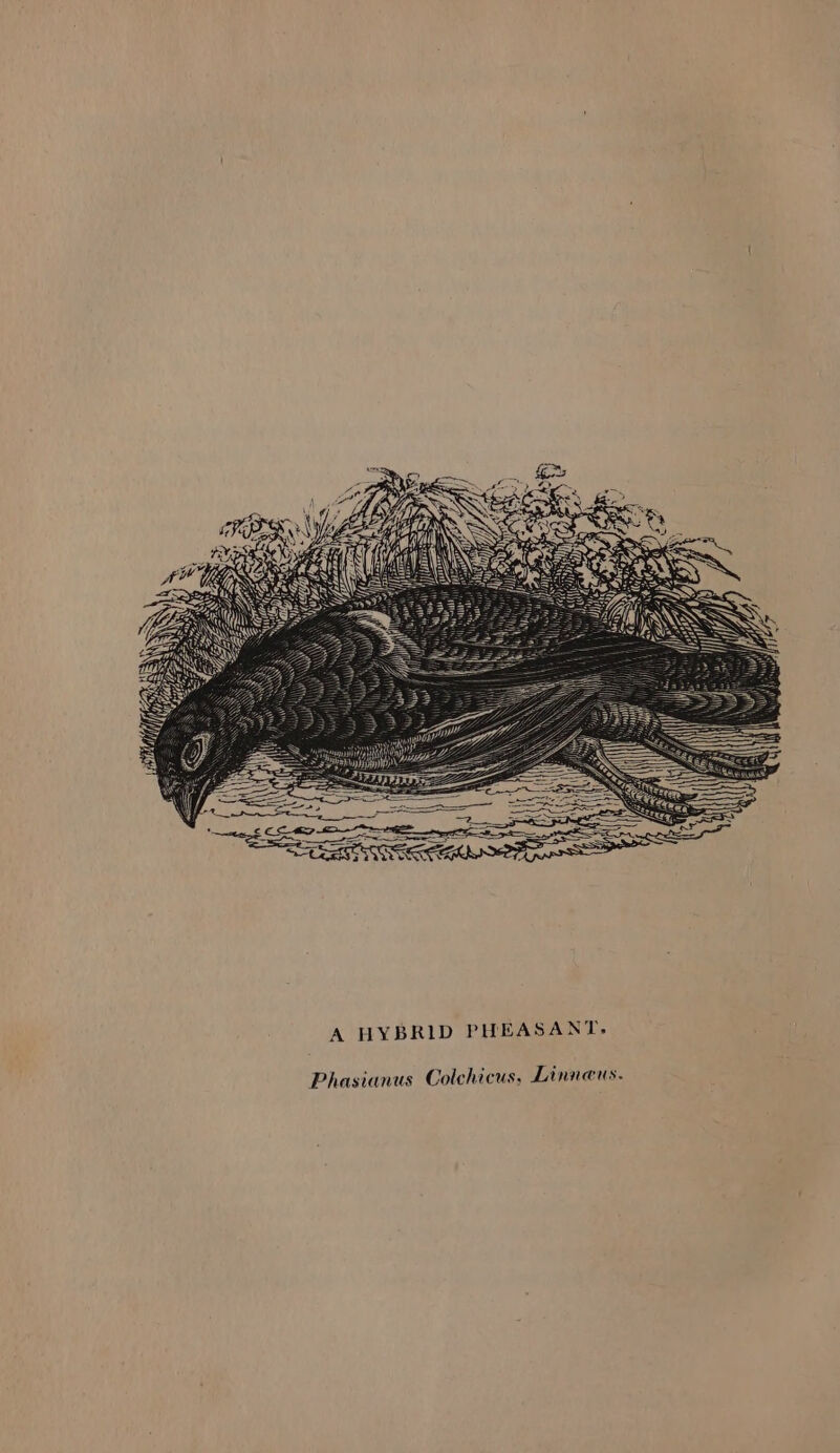 Phasianus Colchicus, Linneus.