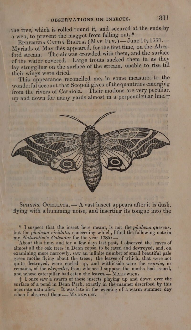 the tree, which is rolled round it, and secured at the ends by a web, to prevent the maggot from falling out.* Epnemera Caupa Bisera, (May Fry.)— June 10, 1771.— Myriads of May fliés appeared, for the first time, on the Alres- ford stream. The air was crowded with them, and the surface of the water covered. Large trouts sucked them in as they lay struggling on the surface of the stream, unable to rise till their wings were dried. Mie This appearance reconciled me, in some measure, to the wonderful account that Scopoli gives of the quantities emerging from the rivers of Carniola. Their motions are very peculiar, up and down for many yards almost in a perpendicular line. + Spuynx Oceiiata.— A vast insect appears after it is dusk, flying with a humming noise, and inserting its tongue into the * T suspect that the insect here meant, is not the phalena quercus, but the phalena viridata, concerning which, I find the following note in my Naturalist’s Calendar for the year 1785:— About this time, and for a few days last past, I observed the leaves of almost all the oak trees in Denn copse, to be eaten and destroyed, and, on examining more narrowly, saw an infinite number of small beautiful pale green moths flying about the trees; the leaves of which, that were not quite destroyed, were curled up, and withinside were the exruvie, or remains, of the chrysalis, from whence I suppose the moths had issued, and whose caterpillar had eaten the leaves. — Markwick. + I once saw a swarm of these insects playing up and down over the surface of a pond in Denn Park, exactly in thésmanner described by this accurate naturalist. It was late in the evening of a warm summer day when I observed them.— Marxwick.