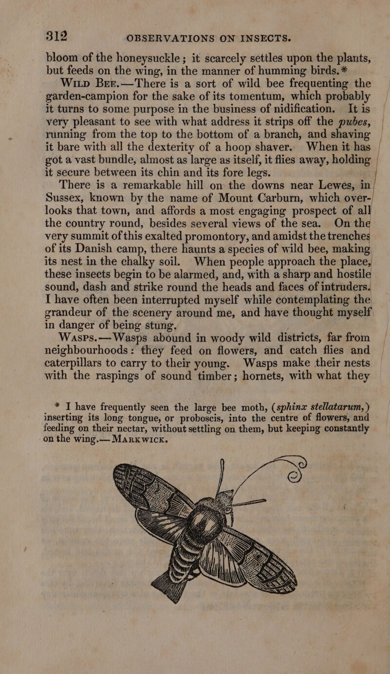 bloom of the honeysuckle ; it scarcely settles upon the plants, but feeds on the wing, in the manner of humming birds. * Wi.p Ber.—There is a sort of wild bee frequenting the garden-campion for the sake of its tomentum, which probably it turns to some purpose in the business of nidification. It is very pleasant to see with what address it strips off the pubes, running from the top to the bottom of a branch, and shaving it bare with all the dexterity of a hoop shaver. When it has | got a vast bundle, almost as large as itself, it flies away, holding | it secure between its chin and its fore legs. i There is a remarkable hill on the downs near Lewes, in| Sussex, known by the name of Mount Carburn, which giiee-| looks that town, and affords a most engaging prospect of all the country round, besides several views of the sea. On the very summit of this exalted promontory, and amidst the trenches of its Danish camp, there haunts a species of wild bee, making its nest in the chalky soil. When people approach the place, these insects begin to be alarmed, and, with a sharp and hostile sound, dash and strike round the heads and faces of intruders. I have often been interrupted myself while contemplating the grandeur of the scenery around me, and have thought myself in danger of being stung, Wasps.— Wasps abound in woody wild districts, far from neighbourhoods: they feed on flowers, and catch flies and caterpillars to carry to their young. Wasps make their nests with the raspings of sound timber; hornets, with what they * I have frequently seen the large bee moth, (sphinx stellatarum, ) inserting its long tongue, or proboscis, into the centre of flowers, and feeding on their nectar, without settling on them, but keeping constantly on the wing.— Marxwick.