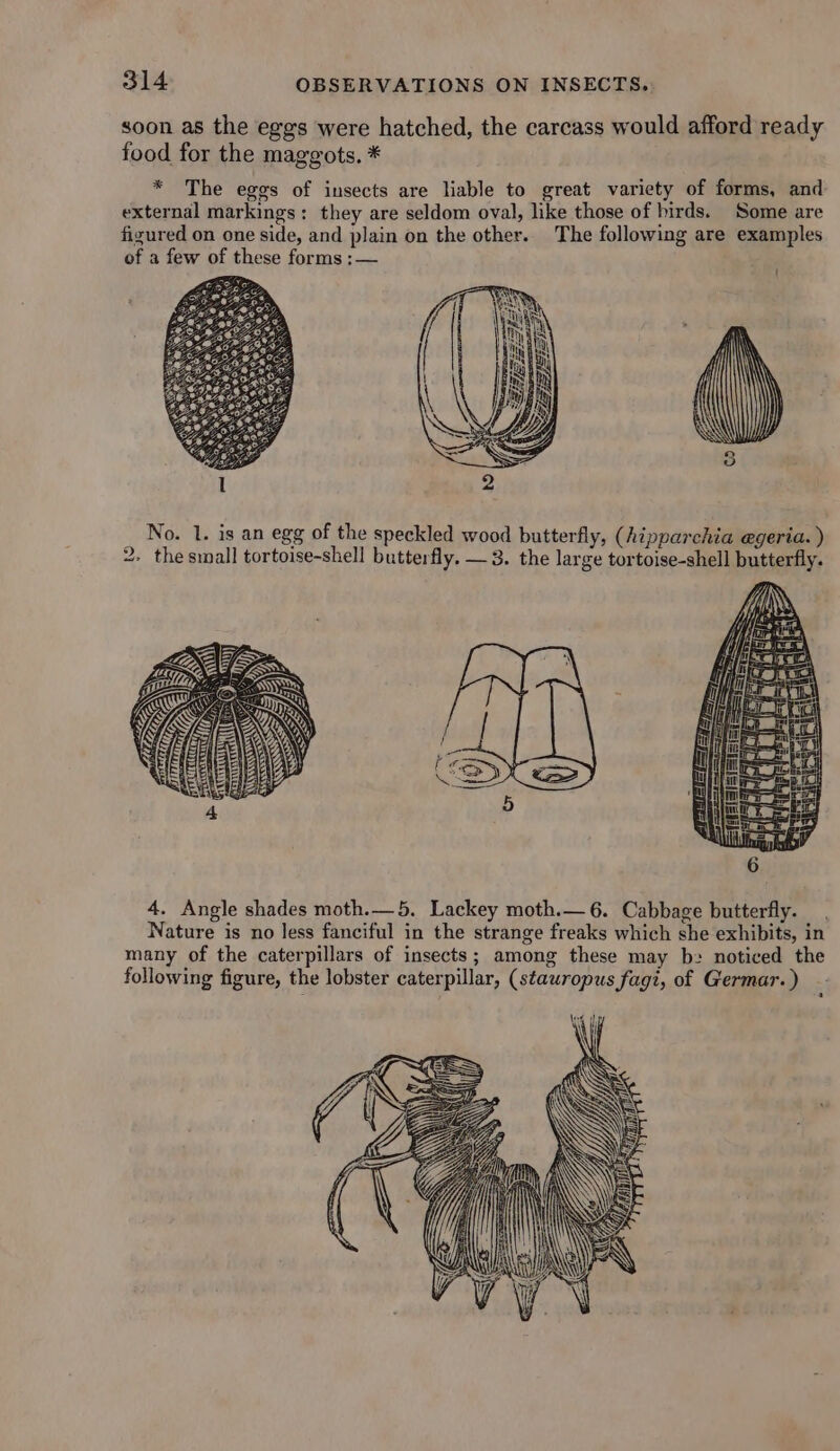 soon as the eggs were hatched, the carcass would afford ready food for the maggots. * * The eges of insects are liable to great variety of forms, and external markings: they are seldom oval, like those of birds. Some are figured on one side, and plain on the other. The following are examples of a few of these forms :— SF Bae ead fa n= fare No. 1. is an egg of the speckled wood butterfly, (hipparchia egeria. ) 2. the small tortoise-shell butterfly. — 3. the large tortoise-shell butterfly. 4. Angle shades moth.— 5. Lackey moth.— 6. Cabbage butterfly. Nature is no less fanciful in the strange freaks which she exhibits, in many of the caterpillars of insects; among these may bz noticed the following figure, the lobster caterpillar, (stawropus fagi, of Germar.) --