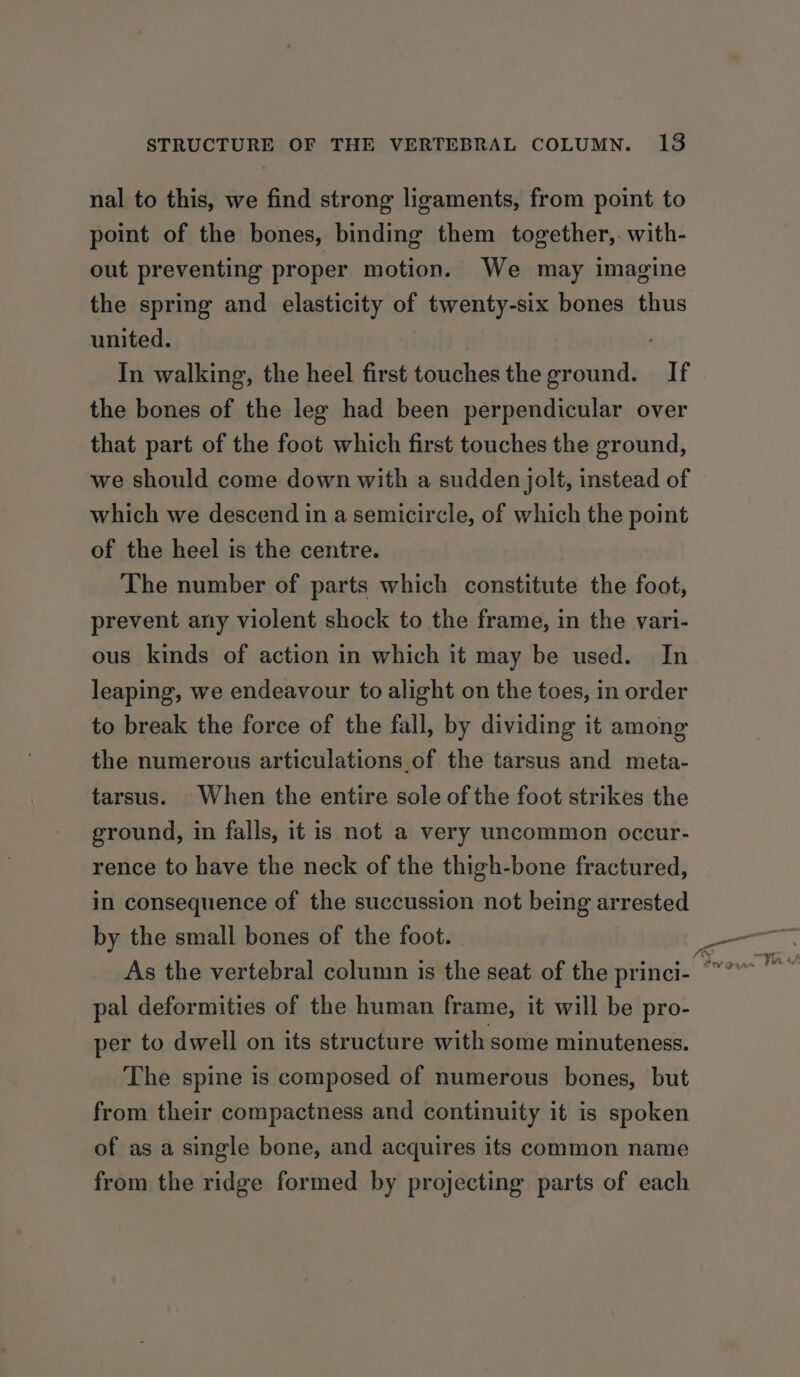 nal to this, we find strong ligaments, from point to point of the bones, binding them together, with- out preventing proper motion. We may imagine the spring and elasticity of twenty-six bones thus united. In walking, the heel first touches the ground. If the bones of the leg had been perpendicular over that part of the foot which first touches the ground, we should come down with a sudden jolt, instead of which we descend in a semicircle, of which the point of the heel is the centre. The number of parts which constitute the foot, prevent any violent shock to the frame, in the vari- ous kinds of action in which it may be used. In leaping, we endeavour to alight on the toes, in order to break the force of the fall, by dividing it among the numerous articulations of the tarsus and meta- tarsus. When the entire sole of the foot strikes the ground, in falls, it is not a very uncommon occur- rence to have the neck of the thigh-bone fractured, in consequence of the succussion not being arrested by the small bones of the foot. pal deformities of the human frame, it will be pro- per to dwell on its structure with some minuteness. The spine is composed of numerous bones, but from their compactness and continuity it is spoken of as a single bone, and acquires its common name from the ridge formed by projecting parts of each