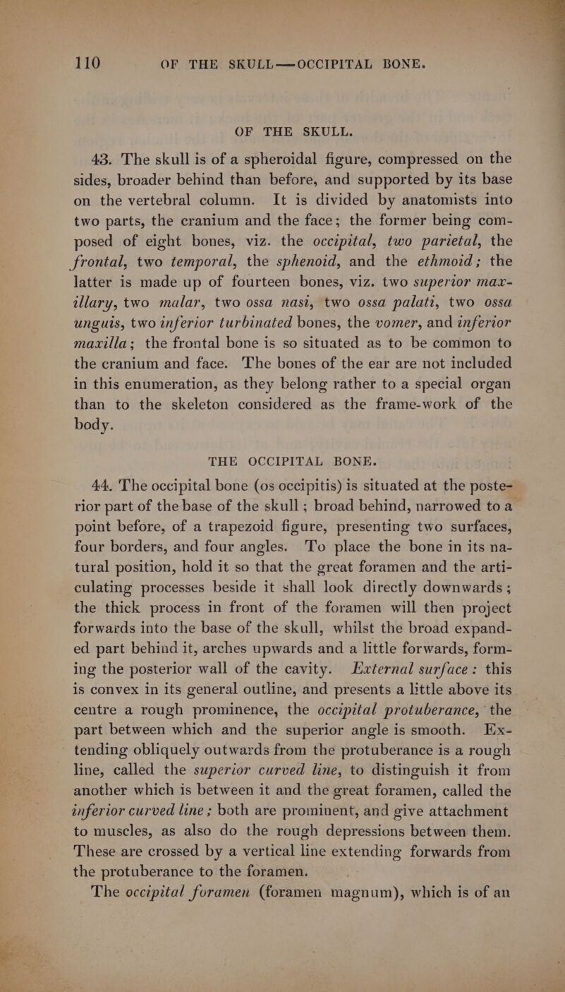 OF THE SKULL. 43. The skull is of a spheroidal figure, compressed on the sides, broader behind than before, and supported by its base on the vertebral column. It is divided by anatomists into two parts, the cranium and the face; the former being com- posed of eight bones, viz. the occipital, two parietal, the frontal, two temporal, the sphenoid, and the ethmoid; the latter is made up of fourteen bones, viz. two superior maxr- illary, two malar, two ossa nasi, two ossa palati, two ossa unguis, two inferior turbinated bones, the vomer, and inferior maxilla; the frontal bone is so situated as to be common to the cranium and face. The bones of the ear are not included in this enumeration, as they belong rather to a special organ than to the skeleton considered as the frame-work of the body. THE OCCIPITAL BONE. 44. The occipital bone (os occipitis) is situated at the poste- rior part of the base of the skull ; broad behind, narrowed toa point before, of a trapezoid figure, presenting two surfaces, four borders, and four angles. To place the bone in its na- tural position, hold it so that the great foramen and the arti- culating processes beside it shall look directly downwards ; the thick process in front of the foramen will then project forwards into the base of the skull, whilst the broad expand- ed part behind it, arches upwards and a little forwards, form- ing the posterior wall of the cavity. Laxternal surface: this is convex in its general outline, and presents a little above its centre a rough prominence, the occipital protuberance, the part between which and the superior angle is smooth. Ex- line, called the superior curved line, to distinguish it from another which is between it and the great foramen, called the inferior curved line ; both are prominent, and give attachment to muscles, as also do the rough depressions between them. These are crossed by a vertical line extending forwards from the protuberance to the foramen. The occipital foramen (foramen magnum), which is of an