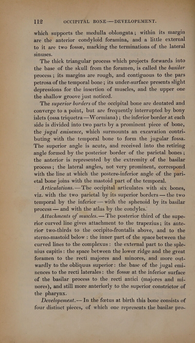 which supports the medulla oblongata; within its margin are the anterior condyloid foramina, and a little external to it are two fosse, marking the terminations of the lateral sinuses. 3 The thick triangular process which projects forwards into the base of the skull from the foramen, is called the basilar process ; its margins are rough, and contiguous to the pars petrosa of the temporal bone ; its under-surface presents slight depressions for the insertion of muscles, and the upper one the shallow groove just noticed. The superior borders of the occipital bone are dentated and converge to a point, but are frequently interrupted by bony islets (ossa triquetra —Wormiana) ; the inferior border at each side is divided into two parts by a prominent piece of bone, the jugal eminence, which surmounts an excavation contri- buting with the temporal bone to form the jugular fossa. The superior angle is acute, and received into the retiring angle formed by the posterior border of the parietal bones ; the anterior is represented by the extremity of the basilar process; the lateral angles, not very prominent, correspond with the line at which the postero-inferior angle of the pari- etal bone joins with the mastoid part of the temporal. Articulations. —'The occipital articulates with six bones, viz. with the two parietal by its superior borders — the two temporal by the inferior — with the sphenoid by its basilar process — and with the atlas by the condyles. Attachments of muscles. — The posterior third of the supe- rior curved line gives attachment to the trapezius; its ante- rior two-thirds to the occipito-frontalis above, and to the sterno-mastoid below : the inner part of the space between the curved lines to the complexus: the external part to the sple- nius capitis: the space between the lower ridge and the great foramen to the recti majores and minores, and more out- wardly to the obliquus superior: the base of the jugal emi- nences to the recti laterales: the fossee at the inferior surface of the basilar process to the recti antici (majores and mi- nores), and still more anteriorly to the superior constrictor of the pharynx. Developement.-— In the foetus at birth this bone consists of four distinct pieces, of which one represents the basilar pro-