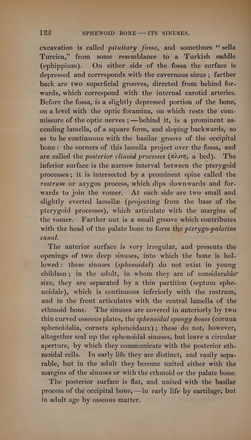 excavation is called pituitary fossa, and sometimes “ sella Turcica,” from some resemblance to a Turkish saddle (ephippium). On either side of the fossa the surface is depressed and corresponds with the cavernous sinus ; farther back are two superficial grooves, directed from behind for- wards, which correspond with the internal carotid arteries. Before the fossa, is a slightly depressed portion of the bone, on a level with the optic foramina, on which rests the com- missure of the optic nerves ;—behind it, is a prominent as- cending lamella, of a square form, and sloping backwards, so as to be continuous with the basilar groove of the occipital bone: the corners of this lamella project over the fossa, and are called the posterior clinoid processes (xAswn, a bed). The inferior surface is the narrow interval between the pterygoid processes ; it 1s intersected by a prominent spine called the rostrum or azygos process, which dips downwards and for- wards to join the vomer. At each side are two small and slightly everted lamelle (projecting from the base of the pterygoid processes), which articulate with the margins of the vomer. Farther out is a small groove which contributes with the head of the palate bone to form the pterygo-palatine canal. The anterior surface is very irregular, and presents the openings of two deep sinuses, into which the bone is hol- lowed: these sinuses (sphenvidal) do not exist in young children; in the adult, in whom they are of considerable’ size, they are separated by a thin partition (septum sphe- noidale), which is continuous inferiorly with the rostrum, and in the front articulates with the central lamella of the ethmoid bone. ‘The sinuses are covered in anteriorly by two thin curved osseous plates, the sphenoidal spongy bones (cornua sphenoidalia, cornets sphenoidaux); these do not, however, altogether seal up the sphenoidal sinuses, but leave a circular aperture, by which they communicate with the posterior eth- moidal cells. In early life they are distinct, and easily sepa- rable, but in the adult they become united either with the margins of the sinuses or with the ethmoid or the palate bone. The posterior surface is flat, and united with the basilar process of the occipital bone, —in early life by cartilage, but in adult age by osseous matter.