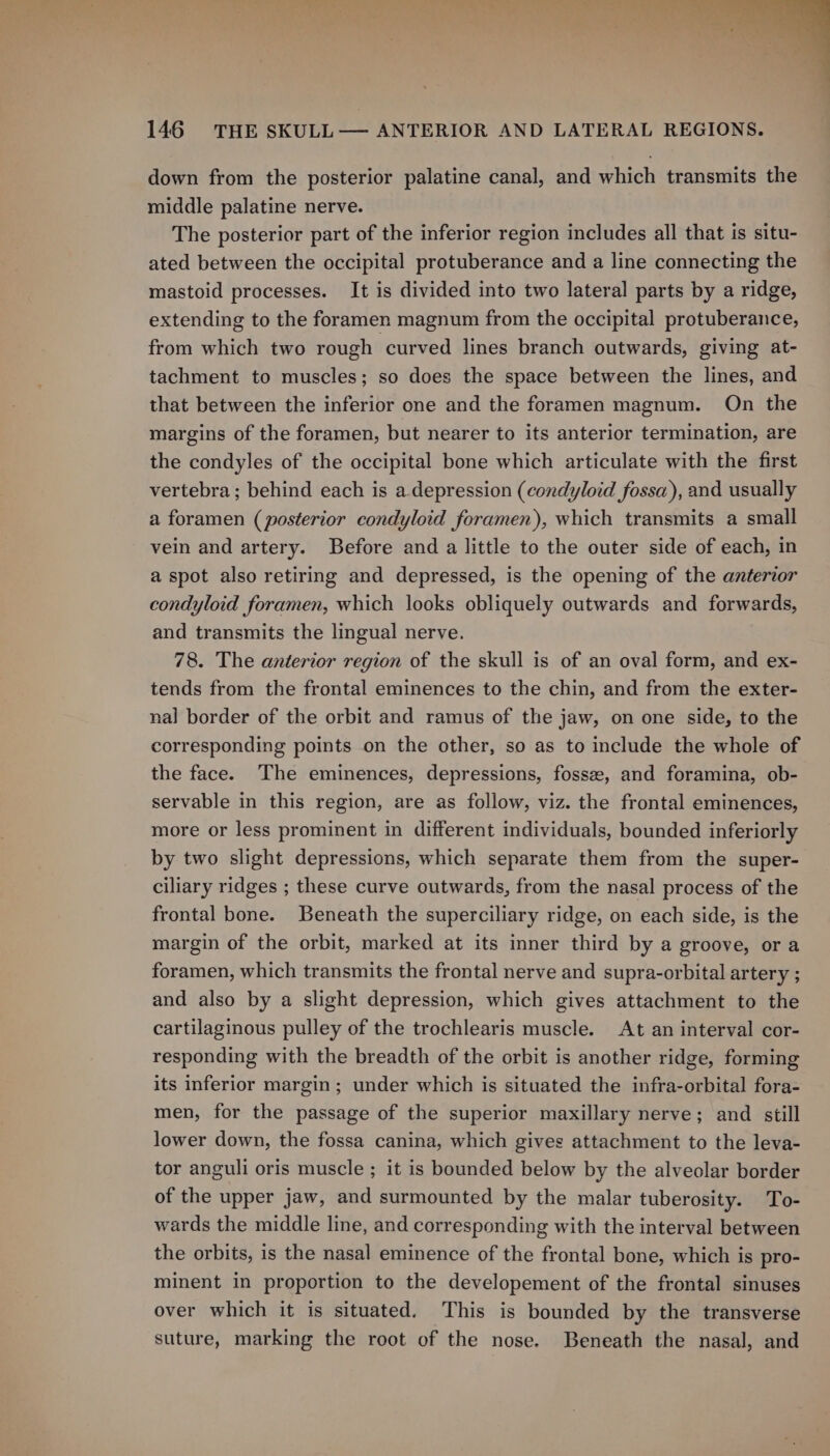 down from the posterior palatine canal, and which transmits the middle palatine nerve. The posterior part of the inferior region includes all that is situ- ated between the occipital protuberance and a line connecting the mastoid processes. It is divided into two lateral parts by a ridge, extending to the foramen magnum from the occipital protuberance, from which two rough curved lines branch outwards, giving at- tachment to muscles; so does the space between the lines, and that between the inferior one and the foramen magnum. On the margins of the foramen, but nearer to its anterior termination, are the condyles of the occipital bone which articulate with the first vertebra; behind each is a depression (condyloid fossa), and usually a foramen (posterior condyloid foramen), which transmits a small vein and artery. Before and a little to the outer side of each, in a spot also retiring and depressed, is the opening of the anterior condyloid foramen, which looks obliquely outwards and forwards, and transmits the lingual nerve. 78. The anterior region of the skull is of an oval form, and ex- tends from the frontal eminences to the chin, and from the exter- nal border of the orbit and ramus of the jaw, on one side, to the corresponding points on the other, so as to include the whole of the face. The eminences, depressions, fosse, and foramina, ob- servable in this region, are as follow, viz. the frontal eminences, more or less prominent in different individuals, bounded inferiorly by two slight depressions, which separate them from the super- ciliary ridges ; these curve outwards, from the nasal process of the frontal bone. Beneath the superciliary ridge, on each side, is the margin of the orbit, marked at its inner third by a groove, ora foramen, which transmits the frontal nerve and supra-orbital artery ; and also by a slight depression, which gives attachment to the cartilaginous pulley of the trochlearis muscle. At an interval cor- responding with the breadth of the orbit is another ridge, forming its inferior margin; under which is situated the infra-orbital fora- men, for the passage of the superior maxillary nerve; and still lower down, the fossa canina, which gives attachment to the leva- tor anguli oris muscle ; it is bounded below by the alveolar border of the upper jaw, and surmounted by the malar tuberosity. To- wards the middle line, and corresponding with the interval between the orbits, is the nasal eminence of the frontal bone, which is pro- minent in proportion to the developement of the frontal sinuses over which it is situated. This is bounded by the transverse suture, marking the root of the nose. Beneath the nasal, and