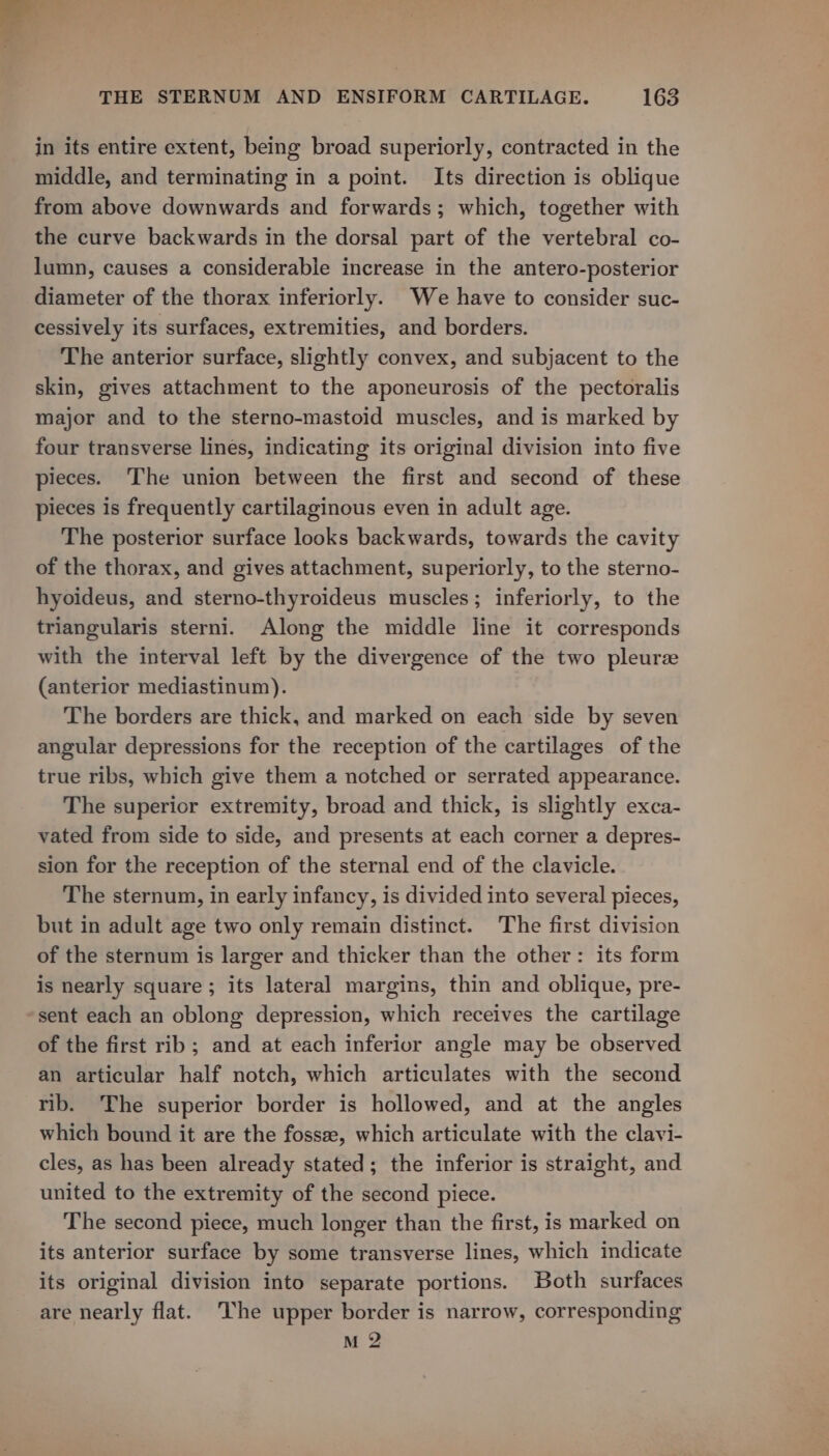 in its entire extent, being broad superiorly, contracted in the middle, and terminating in a point. Its direction is oblique from above downwards and forwards; which, together with the curve backwards in the dorsal part of the vertebral co- lumn, causes a considerable increase in the antero-posterior diameter of the thorax inferiorly. We have to consider suc- cessively its surfaces, extremities, and borders. The anterior surface, slightly convex, and subjacent to the skin, gives attachment to the aponeurosis of the pectoralis major and to the sterno-mastoid muscles, and is marked by four transverse lines, indicating its original division into five pieces. The union between the first and second of these pieces is frequently cartilaginous even in adult age. The posterior surface looks backwards, towards the cavity of the thorax, and gives attachment, superiorly, to the sterno- hyoideus, and sterno-thyroideus muscles; inferiorly, to the triangularis sterni. Along the middle line it corresponds with the interval left by the divergence of the two pleure (anterior mediastinum). The borders are thick, and marked on each side by seven angular depressions for the reception of the cartilages of the true ribs, which give them a notched or serrated appearance. The superior extremity, broad and thick, is slightly exca- vated from side to side, and presents at each corner a depres- sion for the reception of the sternal end of the clavicle. The sternum, in early infancy, is divided into several pieces, but in adult age two only remain distinct. The first division of the sternum is larger and thicker than the other: its form is nearly square; its lateral margins, thin and oblique, pre- sent each an oblong depression, which receives the cartilage of the first rib ; and at each inferior angle may be observed an articular half notch, which articulates with the second rib. The superior border is hollowed, and at the angles which bound it are the fossae, which articulate with the clavi- cles, as has been already stated; the inferior is straight, and united to the extremity of the second piece. The second piece, much longer than the first, is marked on its anterior surface by some transverse lines, which indicate its original division into separate portions. Both surfaces are nearly flat. The upper border is narrow, corresponding M 2