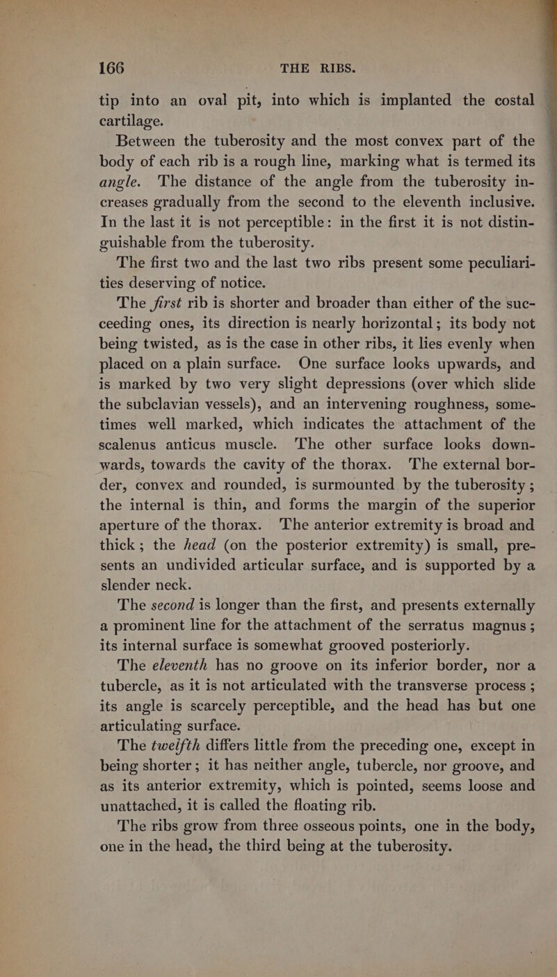 cartilage. Between the tuberosity and the most convex part of the body of each rib is a rough line, marking what is termed its angle. ‘The distance of the angle from the tuberosity in- creases gradually from the second to the eleventh inclusive. In the last it is not perceptible: in the first it is not distin- guishable from the tuberosity. The first two and the last two ribs present some peculiari- ties deserving of notice. The first rib is shorter and broader than either of the suc- ceeding ones, its direction is nearly horizontal; its body not being twisted, as is the case in other ribs, it lies evenly when placed on a plain surface. One surface looks upwards, and is marked by two very slight depressions (over which slide the subclavian vessels), and an intervening roughness, some- times well marked, which indicates the attachment of the scalenus anticus muscle. ‘The other surface looks down- wards, towards the cavity of the thorax. The external bor- der, convex and rounded, is surmounted. by the tuberosity ; the internal is thin, and forms the margin of the superior aperture of the thorax. The anterior extremity is broad and thick ; the head (on the posterior extremity) is small, pre- sents an undivided articular surface, and is supported by a slender neck. The second is longer than the first, and presents externally a prominent line for the attachment of the serratus magnus ; its internal surface is somewhat grooved posteriorly. The eleventh has no groove on its inferior border, nor a tubercle, as it is not articulated with the transverse process ; its angle is scarcely perceptible, and the head has but one articulating surface. The tweifth differs little from the preceding one, except in being shorter; it has neither angle, tubercle, nor groove, and as its anterior extremity, which is pointed, seems loose and unattached, it is called the floating rib. The ribs grow from three osseous points, one in the body, one in the head, the third being at the tuberosity.