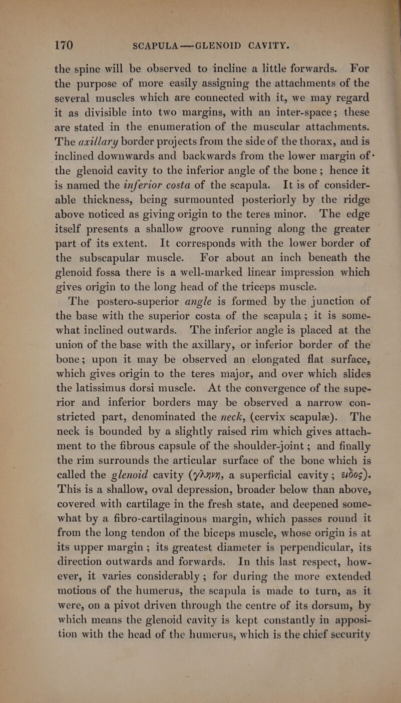 the spine will be observed to incline a little forwards. For the purpose of more easily assigning the attachments of the several muscles which are connected with it, we may regard it as divisible into two margins, with an inter-space; these are stated in the enumeration of the muscular attachments. The axillary border projects from the side of the thorax, and is inclined downwards and backwards from the lower margin of the glenoid cavity to the inferior angle of the bone ; hence it is named the znferior costa of the scapula. It is of consider- able thickness, being surmounted posteriorly by the ridge above noticed as giving origin to the teres minor. The edge itself presents a shallow groove running along the greater | part of its extent. It corresponds with the lower border of the subscapular muscle. For about an inch beneath the glenoid fossa there is a well-marked linear impression which gives origin to the long head of the triceps muscle. The postero-superior angle is formed by the junction of the base with the superior costa of the scapula; it is some- what inclined outwards. ‘The inferior angle is placed at the union of the base with the axillary, or inferior border of the bone; upon it may be observed an elongated flat surface, which gives origin to the teres major, and over which slides the latissimus dorsi muscle. At the convergence of the supe- rior and inferior borders may be observed a narrow con- stricted part, denominated the neck, (cervix scapulee). The neck is bounded by a slightly raised rim which gives attach- ment to the fibrous capsule of the shoulder-joint ; and finally the rim surrounds the articular surface of the bone which is called the glenoid cavity (yAm, a superficial cavity ; ¢00s). This is a shallow, oval depression, broader below than above, covered with cartilage in the fresh state, and deepened some- what by a fibro-cartilaginous margin, which passes round it from the long tendon of the biceps muscle, whose origin is at its upper margin ; its greatest diameter is perpendicular, its direction outwards and forwards. In this last respect, how- ever, it varies considerably ; for during the more extended motions of the humerus, the scapula is made to turn, as it were, on a pivot driven through the centre of its dorsum, by which means the glenoid cavity is kept constantly in apposi- tion with the head of the humerus, which is the chief security