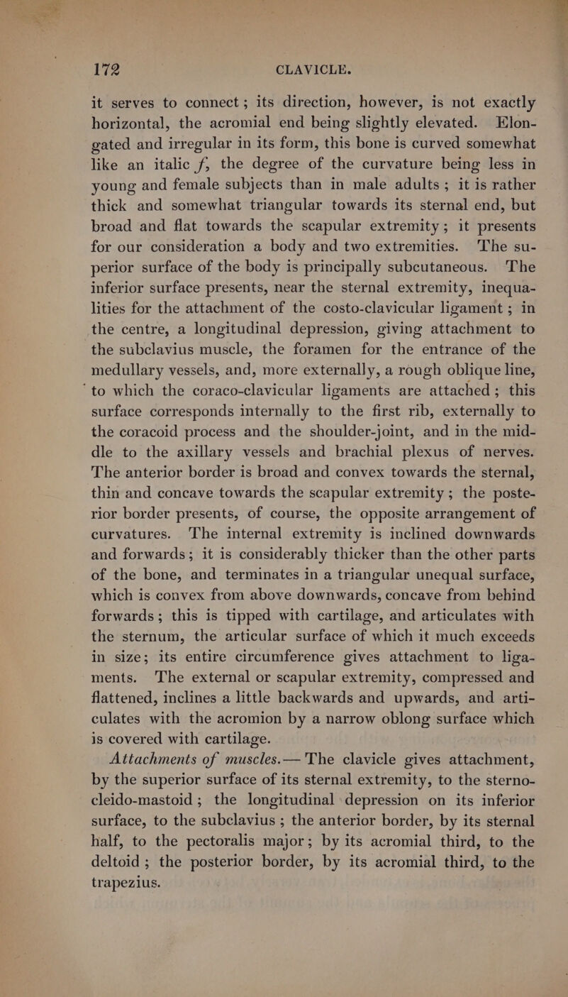 it serves to connect; its direction, however, is not exactly horizontal, the acromial end being slightly elevated. Elon- gated and irregular in its form, this bone is curved somewhat like an italic f, the degree of the curvature being less in young and female subjects than in male adults ; it is rather thick and somewhat triangular towards its sternal end, but broad and flat towards the scapular extremity; it presents for our consideration a body and two extremities. The su- perior surface of the body is principally subcutaneous. The inferior surface presents, near the sternal extremity, inequa- lities for the attachment of the costo-clavicular ligament ; in the centre, a longitudinal depression, giving attachment to the subclavius muscle, the foramen for the entrance of the medullary vessels, and, more externally, a rough oblique line, surface corresponds internally to the first rib, externally to the coracoid process and the shoulder-joint, and in the mid- dle to the axillary vessels and brachial plexus of nerves. The anterior border is broad and convex towards the sternal, thin and concave towards the scapular extremity; the poste- rior border presents, of course, the opposite arrangement of curvatures. The internal extremity is inclined downwards and forwards; it is considerably thicker than the other parts of the bone, and terminates in a triangular unequal surface, which is convex from above downwards, concave from behind forwards; this is tipped with cartilage, and articulates with the sternum, the articular surface of which it much exceeds in size; its entire circumference gives attachment to liga- ments. The external or scapular extremity, compressed and flattened, inclines a little backwards and upwards, and arti- culates with the acromion by a narrow oblong surface which is covered with cartilage. Attachments of muscles.— The clavicle gives attachment, by the superior surface of its sternal extremity, to the sterno- cleido-mastoid ; the longitudinal depression on its inferior surface, to the subclavius ; the anterior border, by its sternal half, to the pectoralis major; by its acromial third, to the deltoid ; the posterior border, by its acromial third, to the trapezius.