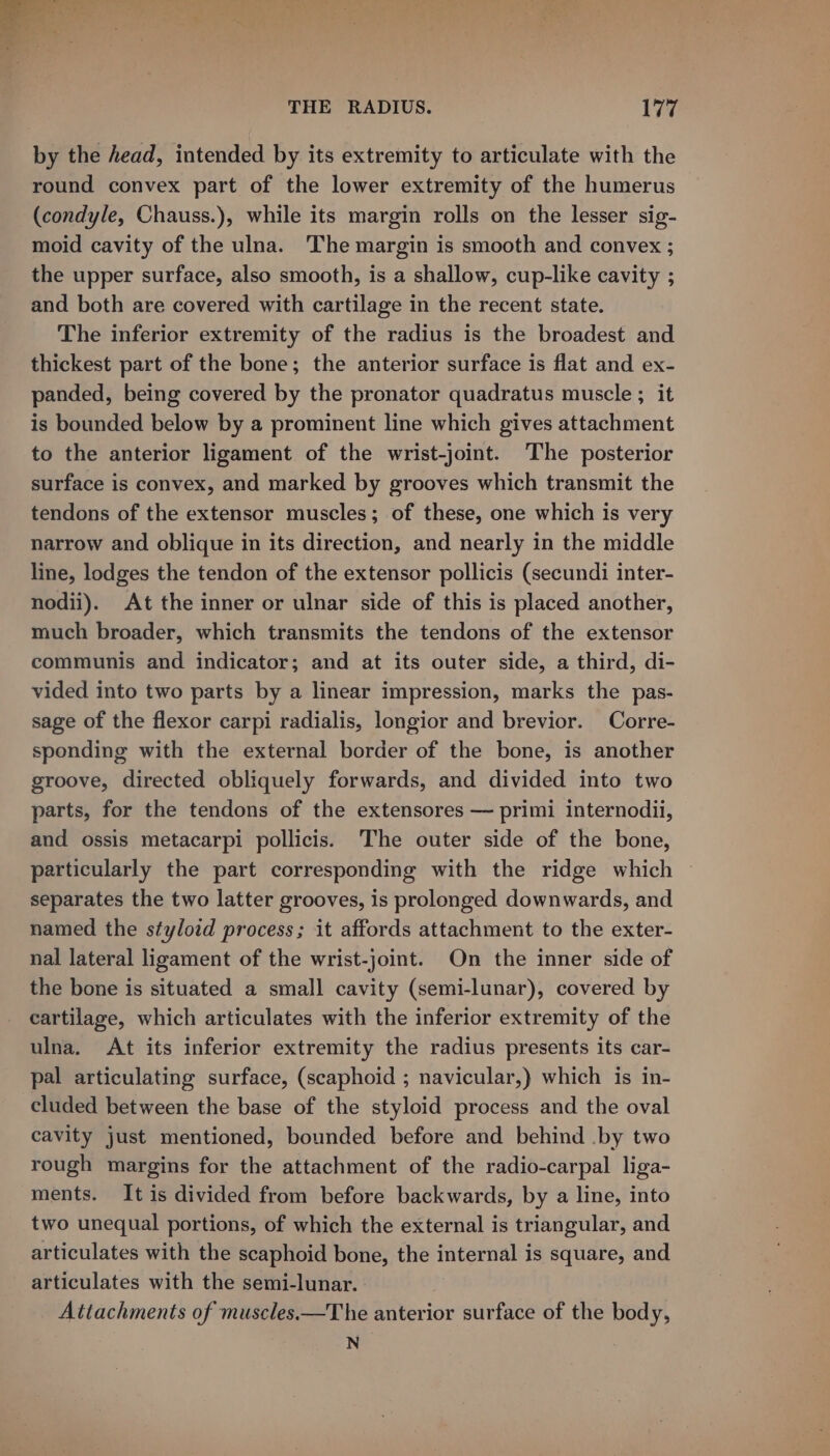 by the head, intended by its extremity to articulate with the round convex part of the lower extremity of the humerus (condyle, Chauss.), while its margin rolls on the lesser sig- moid cavity of the ulna. The margin is smooth and convex ; the upper surface, also smooth, is a shallow, cup-like cavity ; and both are covered with cartilage in the recent state. The inferior extremity of the radius is the broadest and thickest part of the bone; the anterior surface is flat and ex- panded, being covered by the pronator quadratus muscle ; it is bounded below by a prominent line which gives attachment to the anterior ligament of the wrist-joint. The posterior surface is convex, and marked by grooves which transmit the tendons of the extensor muscles; of these, one which is very narrow and oblique in its direction, and nearly in the middle line, lodges the tendon of the extensor pollicis (secundi inter- nodii). At the inner or ulnar side of this is placed another, much broader, which transmits the tendons of the extensor communis and indicator; and at its outer side, a third, di- vided into two parts by a linear impression, marks the pas- sage of the flexor carpi radialis, longior and brevior. Corre- sponding with the external border of the bone, is another groove, directed obliquely forwards, and divided into two parts, for the tendons of the extensores — primi internodii, and ossis metacarpi pollicis. The outer side of the bone, particularly the part corresponding with the ridge which separates the two latter grooves, is prolonged downwards, and named the styloid process; it affords attachment to the exter- nal lateral ligament of the wrist-joint. On the inner side of the bone is situated a small cavity (semi-lunar), covered by cartilage, which articulates with the inferior extremity of the ulna. At its inferior extremity the radius presents its car- pal articulating surface, (scaphoid ; navicular,) which is in- cluded between the base of the styloid process and the oval cavity just mentioned, bounded before and behind .by two rough margins for the attachment of the radio-carpal liga- ments. It is divided from before backwards, by a line, into two unequal portions, of which the external is triangular, and articulates with the scaphoid bone, the internal is square, and articulates with the semi-lunar. Attachments of muscles.—The anterior surface of the body, N